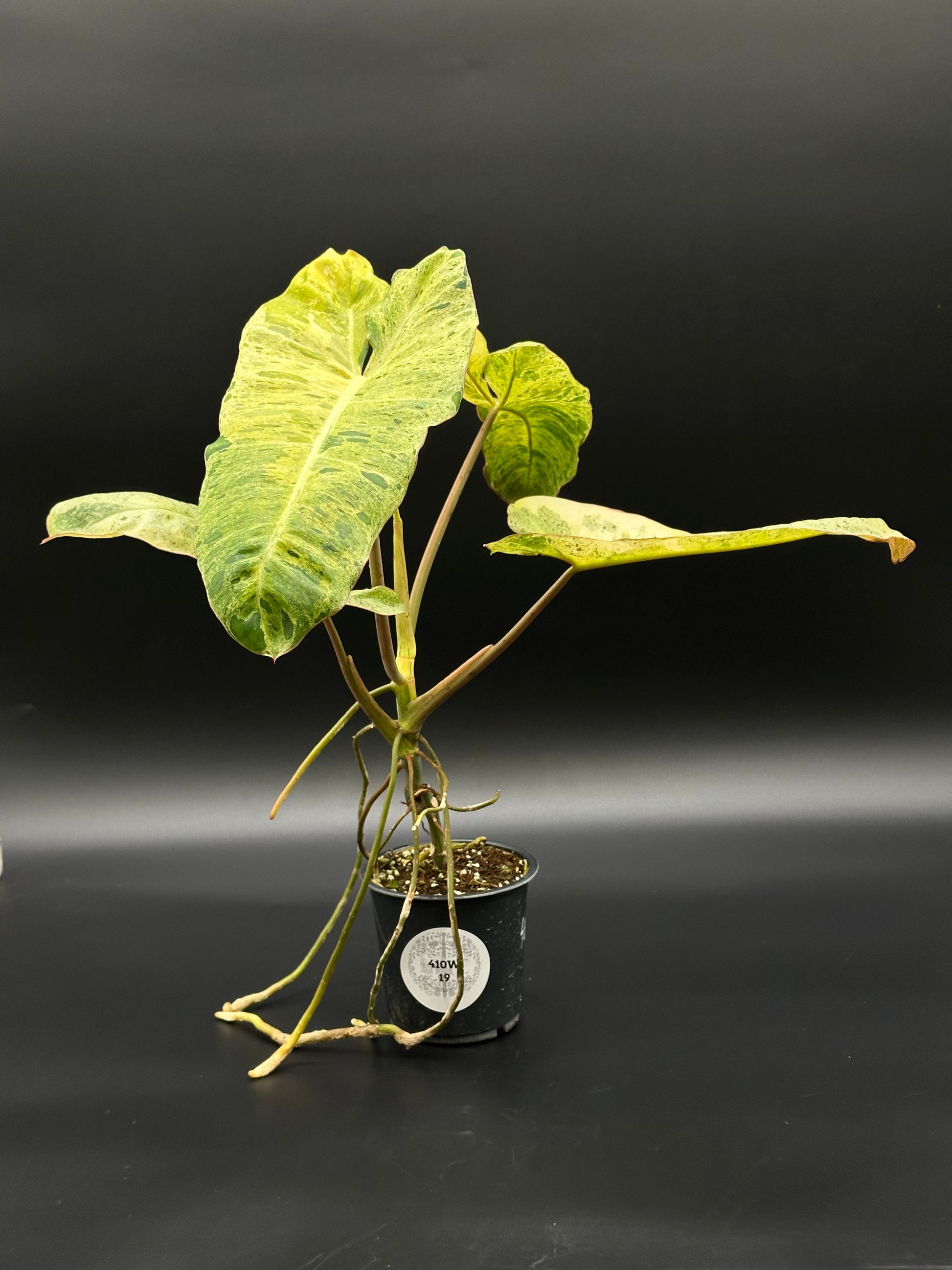 Philodendron Paraiso Verde Aurea Variegated (410W19) in a small pot, showcasing its vibrant, narrow leaves with striking green and yellow variegation.