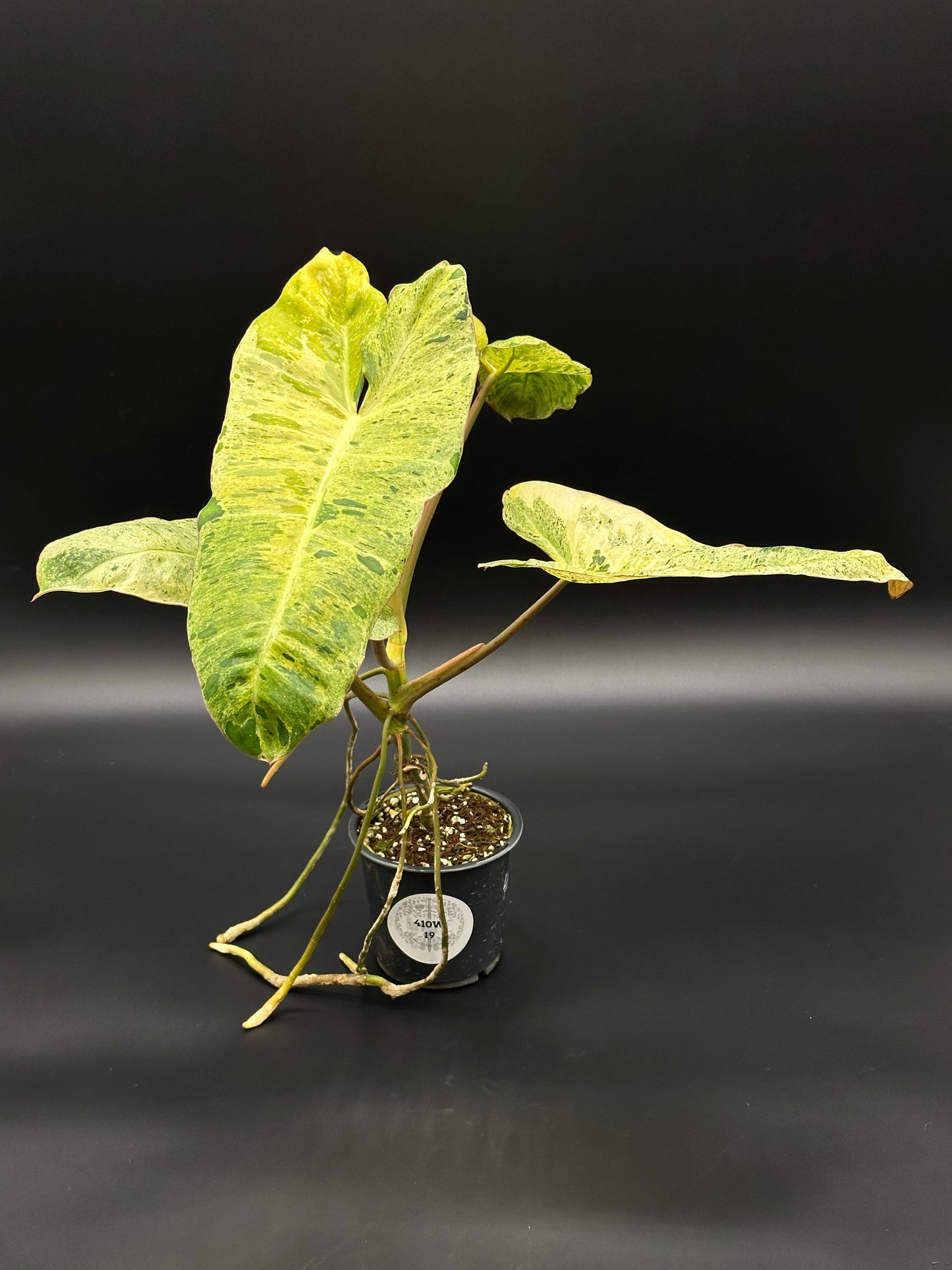 Philodendron Paraiso Verde Aurea Variegated in a small pot, showcasing distinctive yellow and green variegated leaves, ideal for indoor gardening and easy propagation.