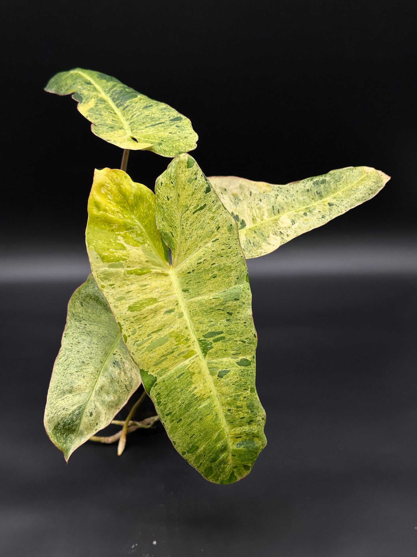 Philodendron Paraiso Verde Aurea Variegated (410W19) displaying vibrant, mottled green and yellow leaves, showcased closely with lush foliage details.