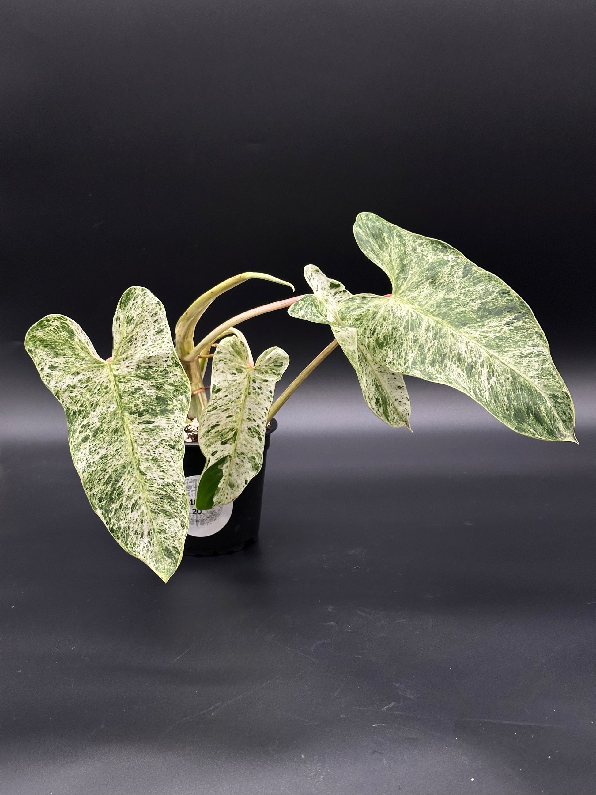 Philodendron sp. 'Emerald King' (410W20) in a pot, showcasing its distinctive variegated leaves. Part of Next World Exotics' rare tropical houseplant collection.