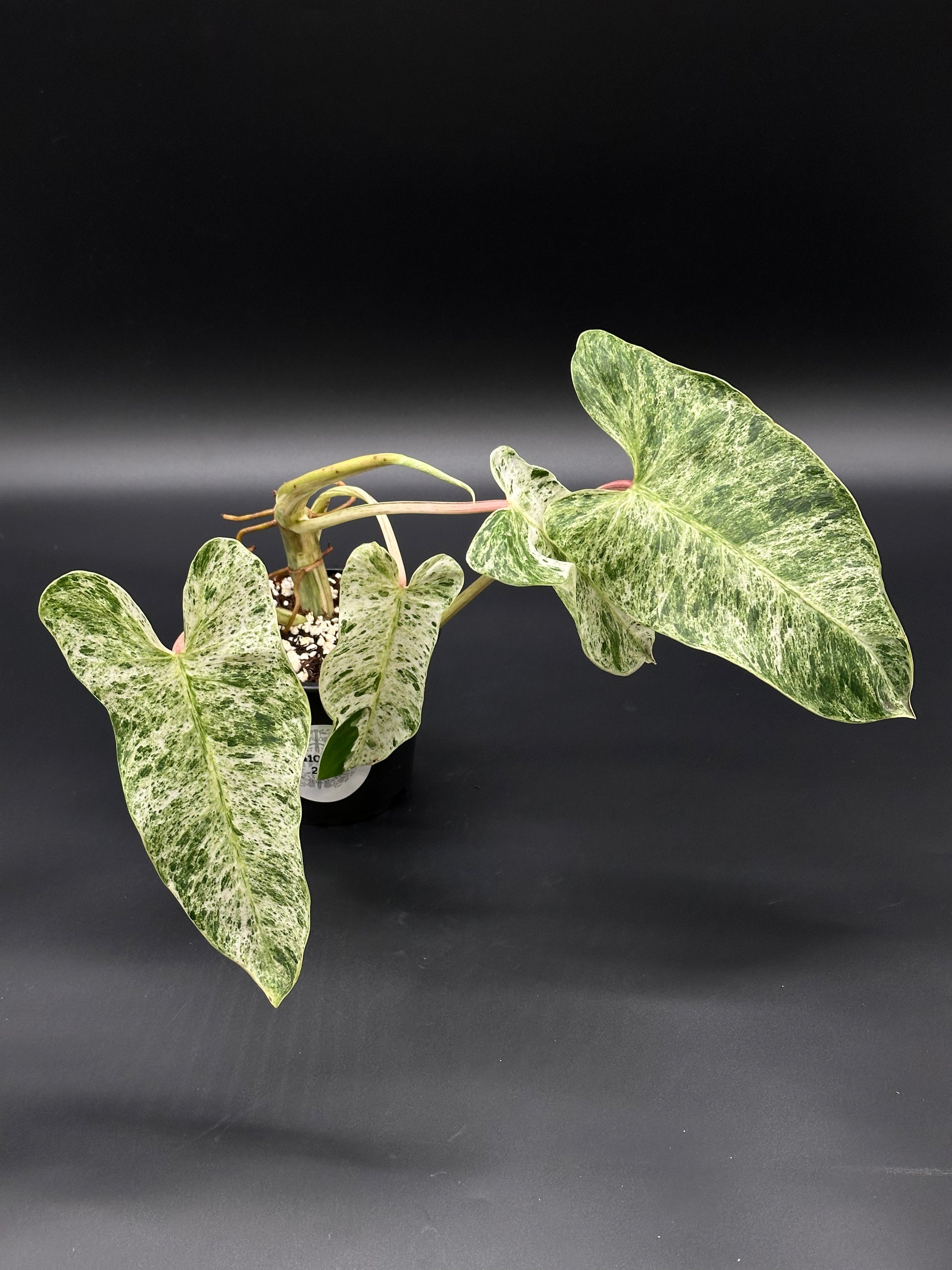 Philodendron sp. 'Emerald King' (410W20) displaying its distinctive green and white variegated leaves, highlighting the plant's unique exotic appeal.