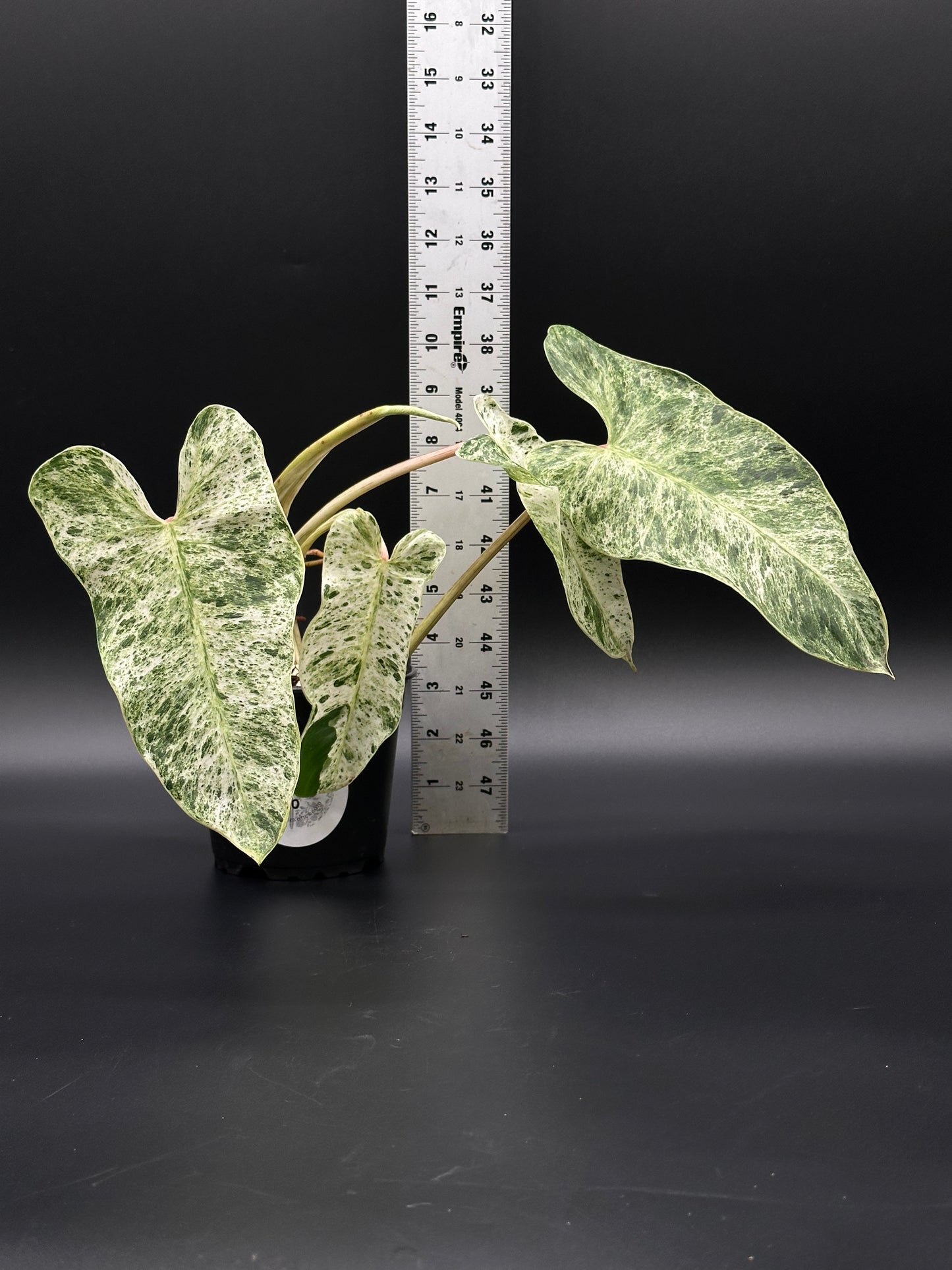 Philodendron sp. 'Emerald King' (410W20) in a pot beside a ruler, showcasing its variegated leaves, part of Next World Exotics' rare plant collection.