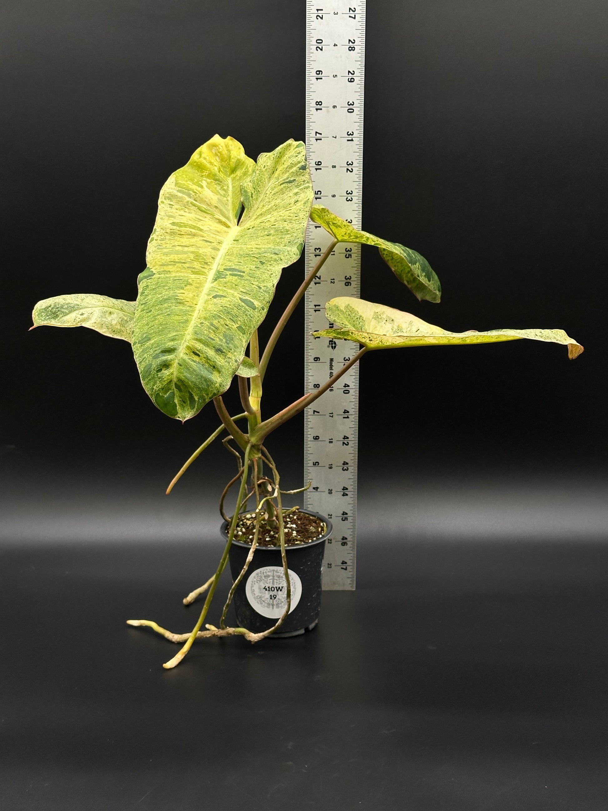 Philodendron Paraiso Verde Aurea Variegated in a 2.25-inch pot, shown next to a ruler for scale, highlighting its vibrant, variegated leaves.
