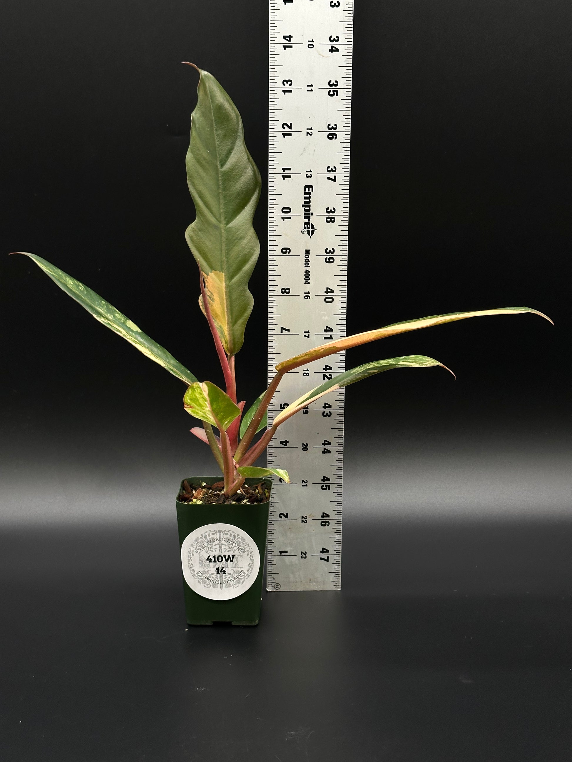 Philodendron 'Caramel Marble' in a 2.5-inch pot, displayed beside a measuring ruler, showcasing its unique, slender, variegated leaves.