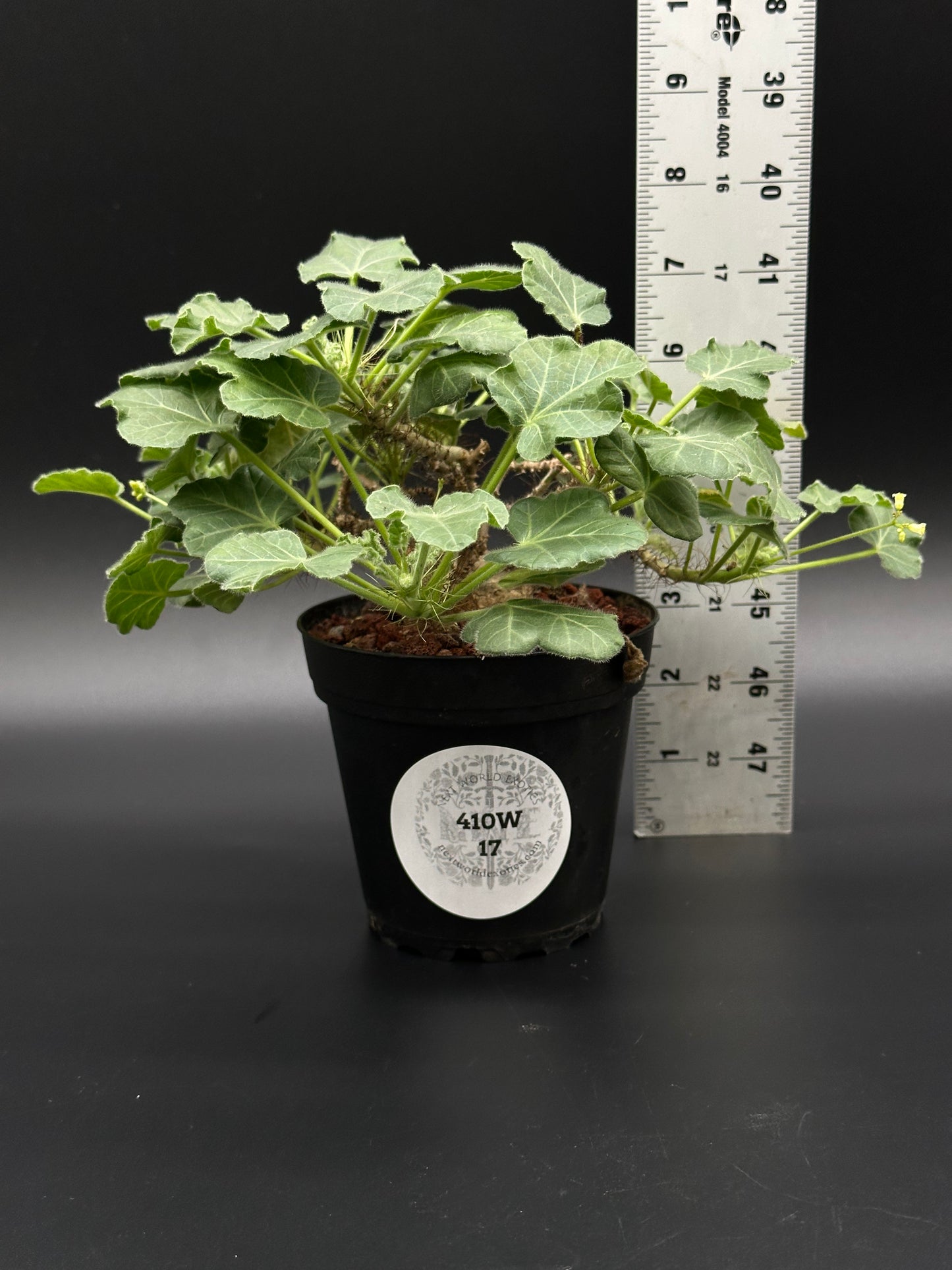 Jatropha Marginata in a 2.25-inch black pot, shown with a ruler for scale, sold by Next World Exotics specializing in rare tropical houseplants.