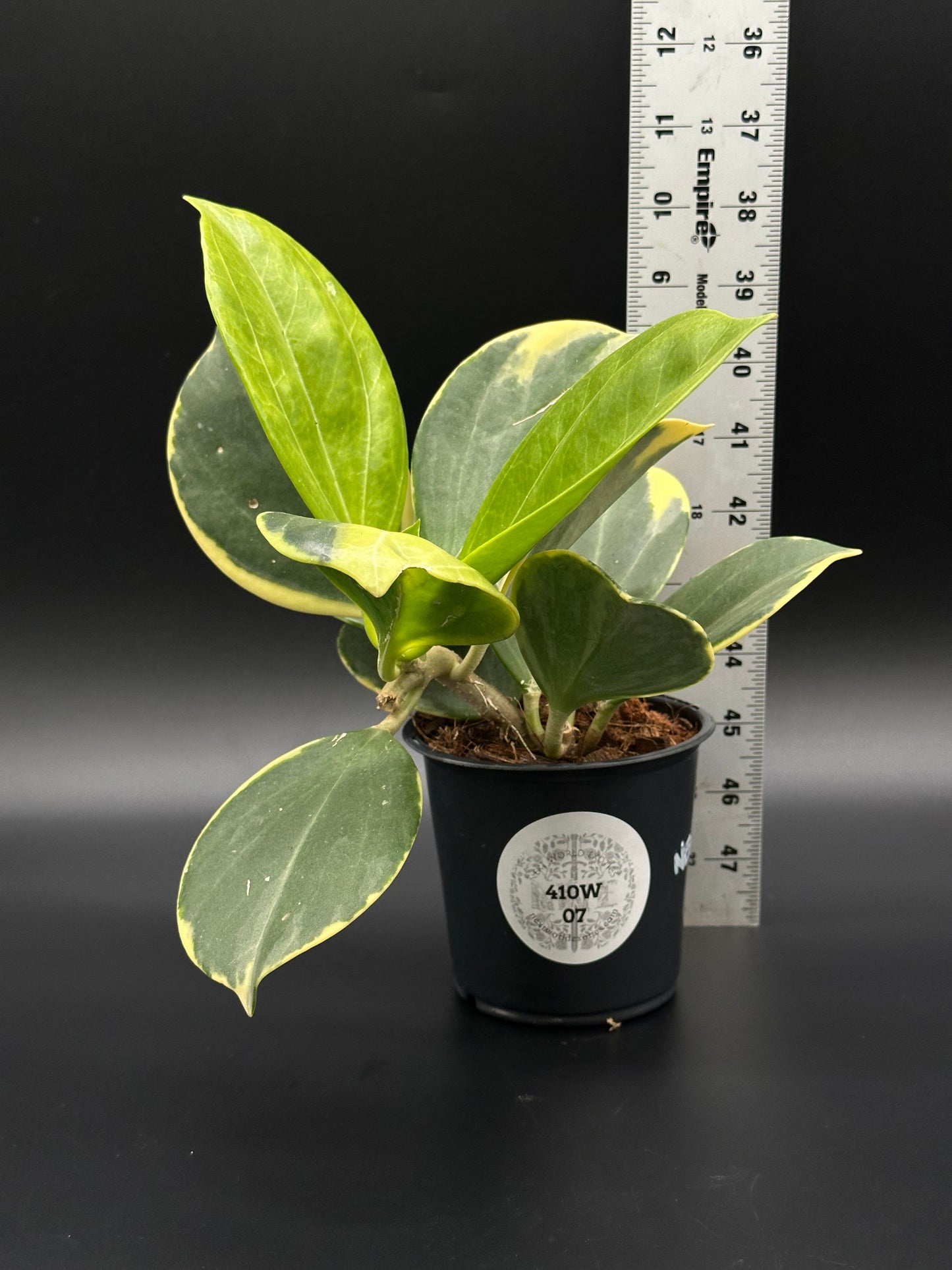 Hoya Subquintuplinervis 'New Moon' in a 4 pot with measuring tape, showcasing thick, variegated leaves with cream borders and potential pink-red hues.