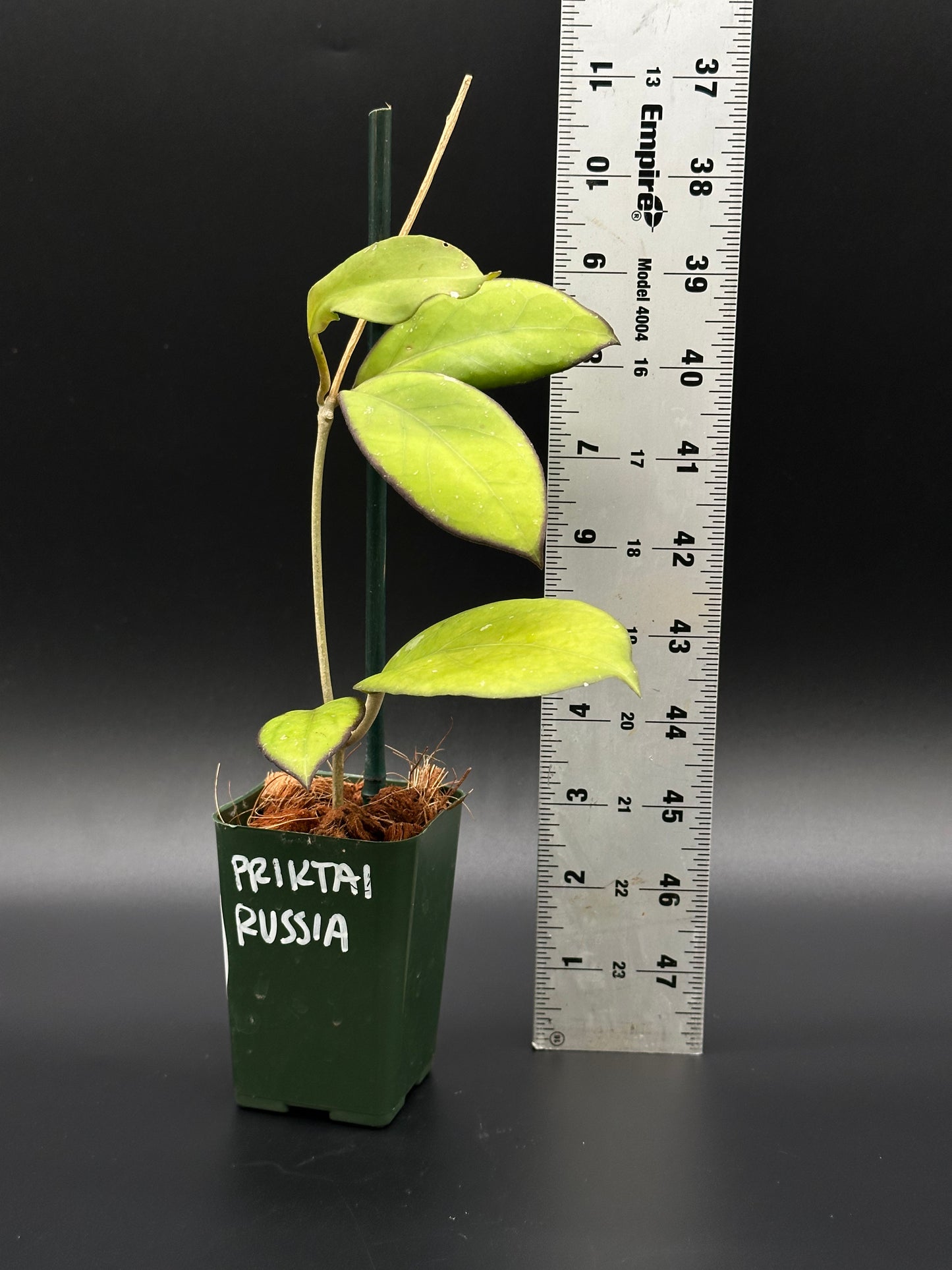 Hoya 'Priktai' (Russia) in a 4-inch pot, displayed beside a ruler for size reference, highlighting its lush green leaves.