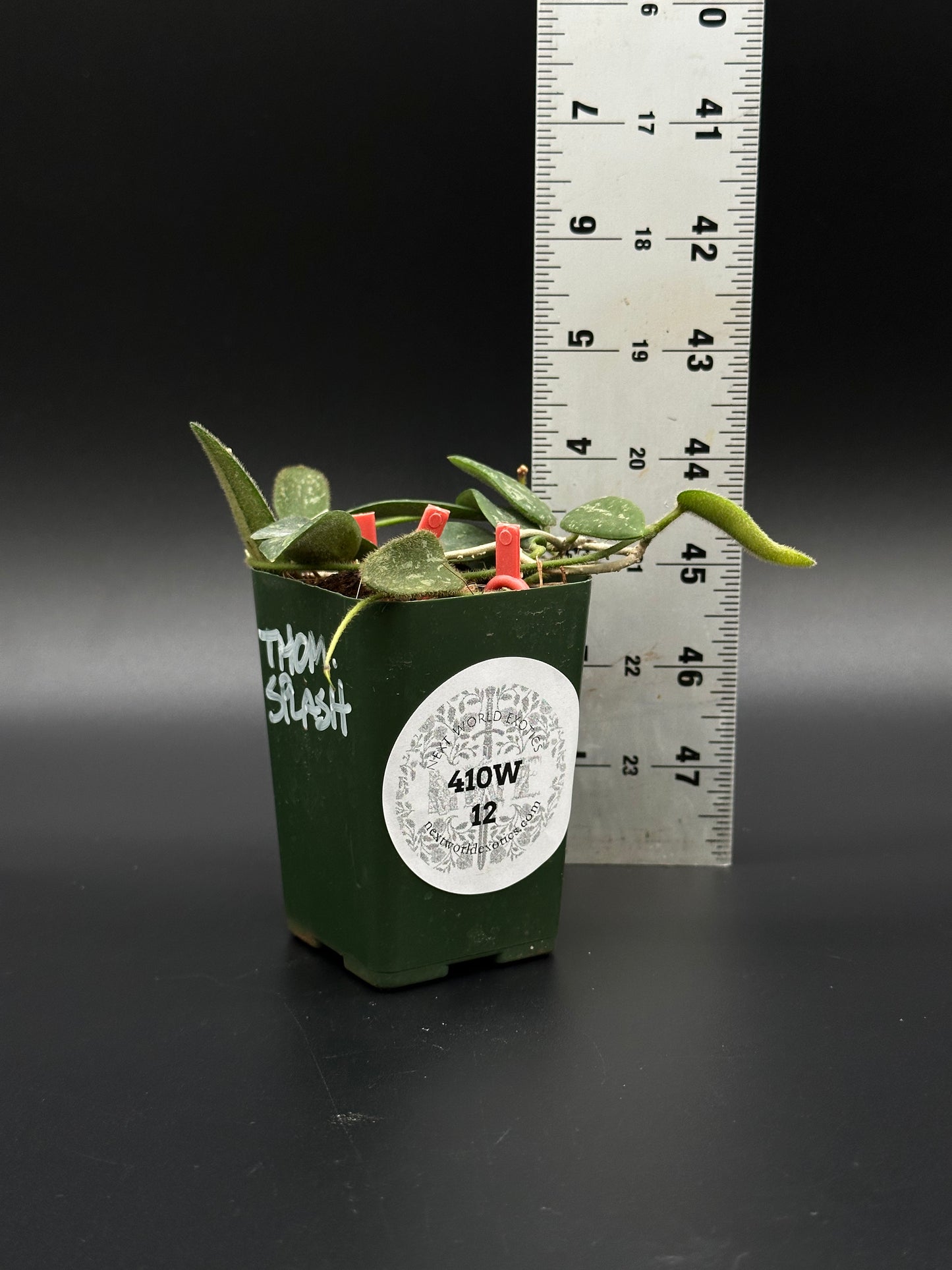Hoya Thomsonii 'Splash' in a 2.25-inch pot, staked beside a ruler for scale, showcasing its lush foliage.