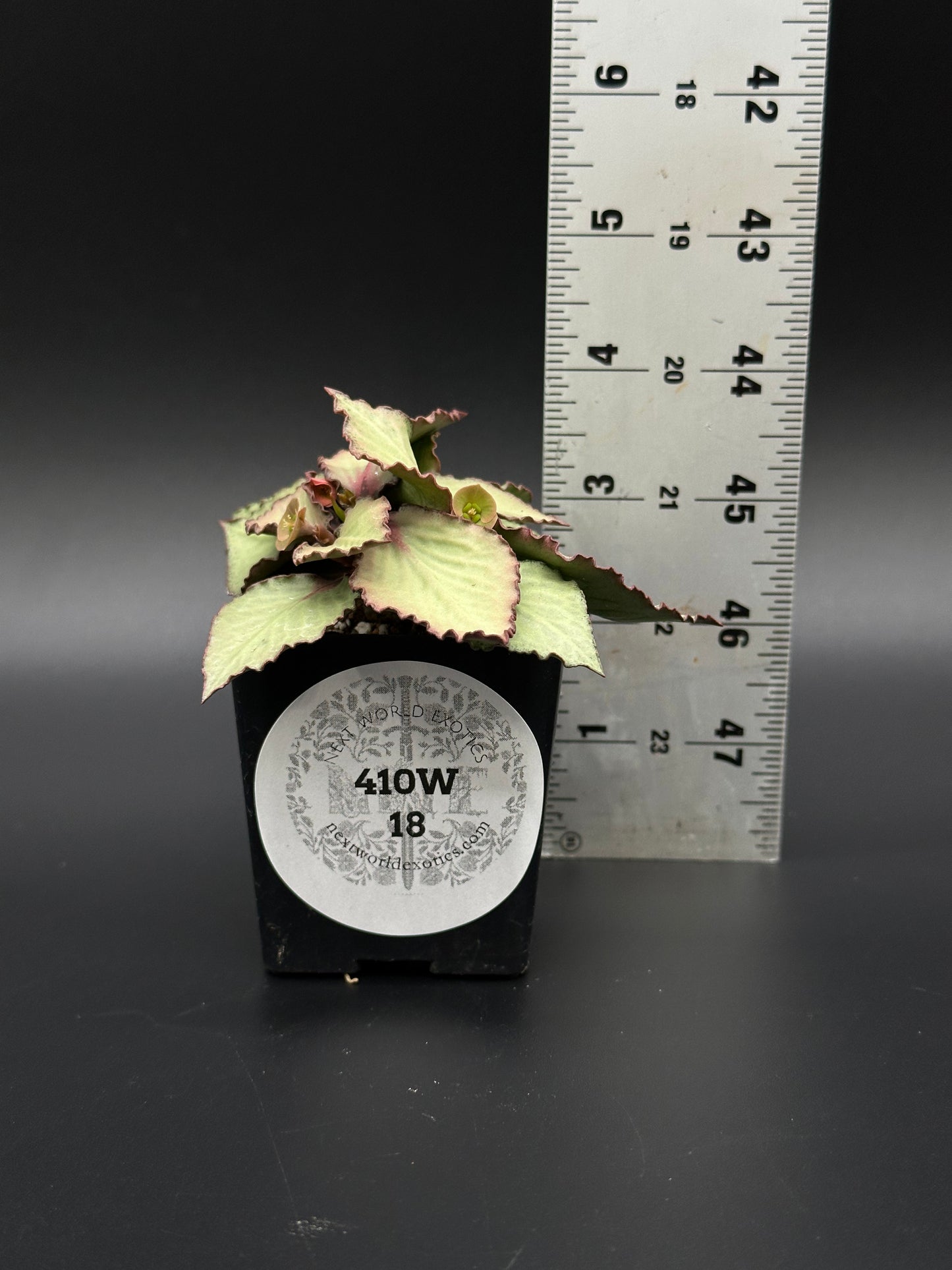 Euphorbia Francoisii 'Generation 2' Green in a 2-inch pot with a visible ruler for size reference. Features vibrant, textured leaves.