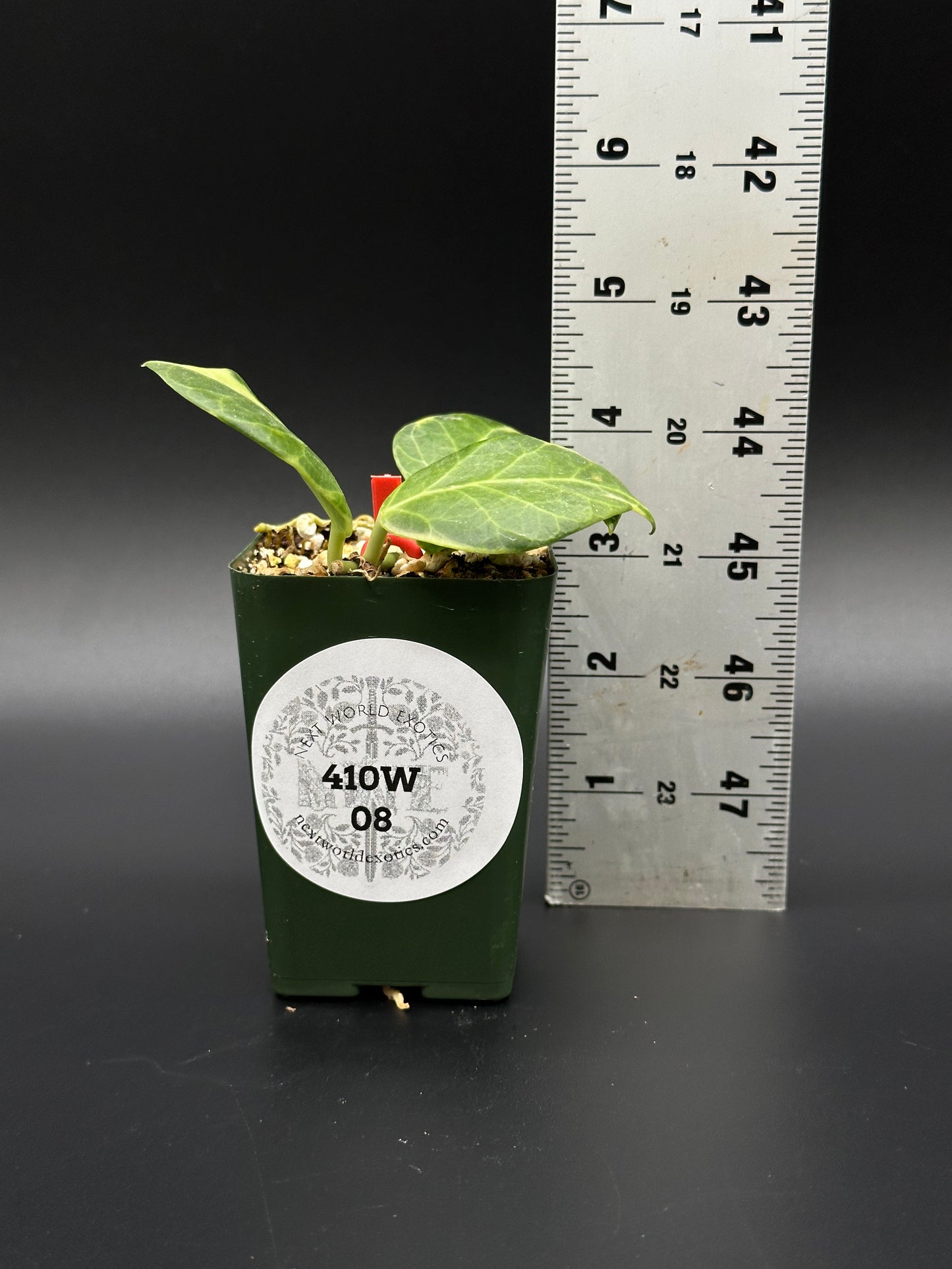 Hoya Obscura Albomarginata in a 2.25-inch pot beside a ruler, showcasing the plant's size for Next World Exotics' rare variegated houseplant collection.