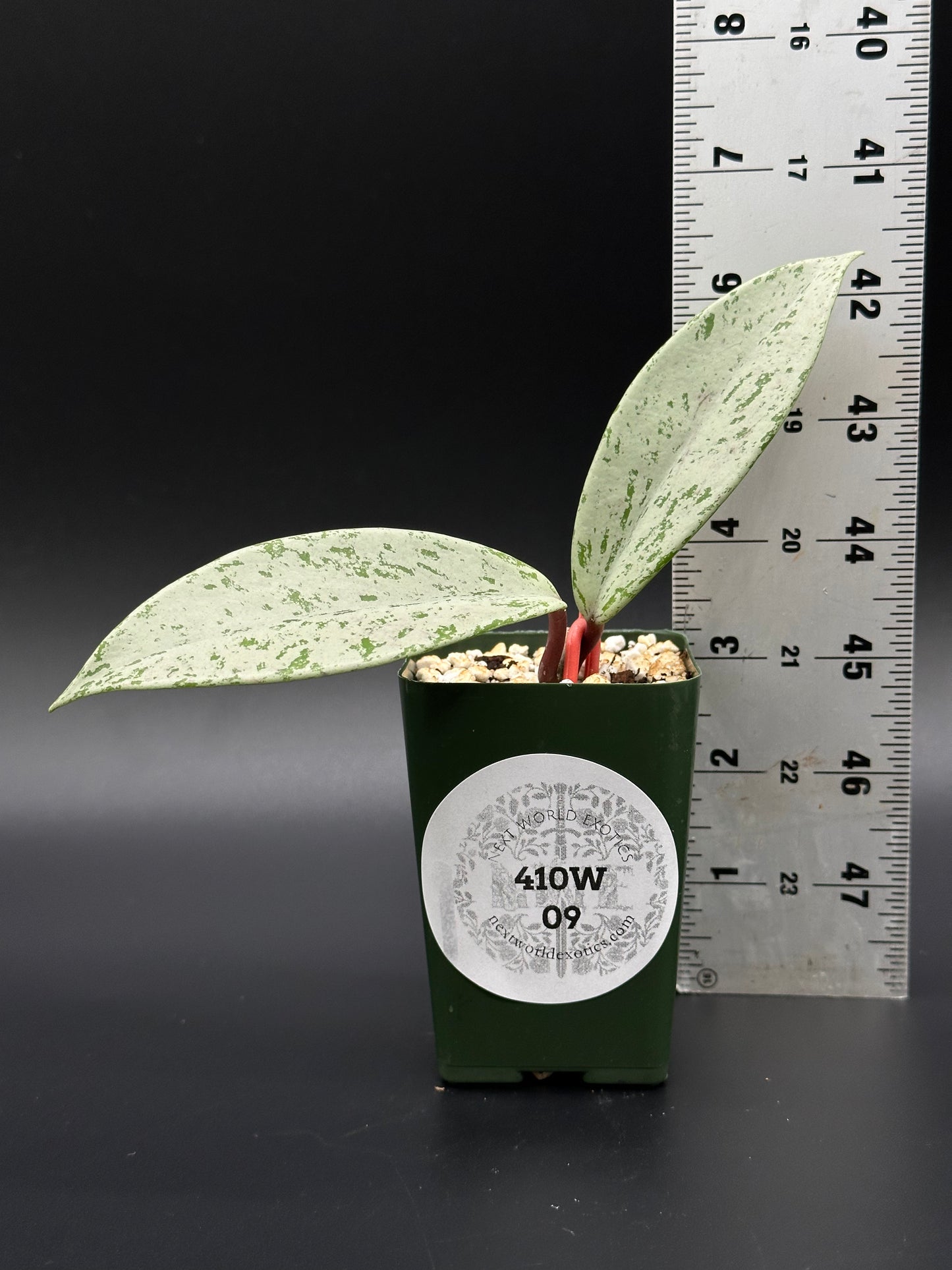 Hoya Pubicalyx 'Pink Ghost' in a 2.25-inch pot with thick, waxy leaves, next to a ruler for size reference.