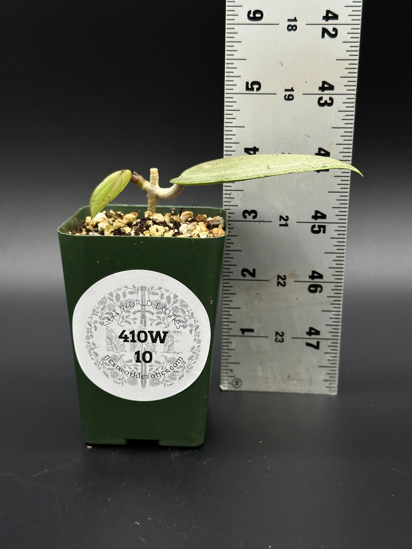 Hoya Parasitica 'Heart Leaf Silver' plant in a 2.25-inch pot, placed beside a ruler for size reference, ideal for exotic houseplant collectors.
