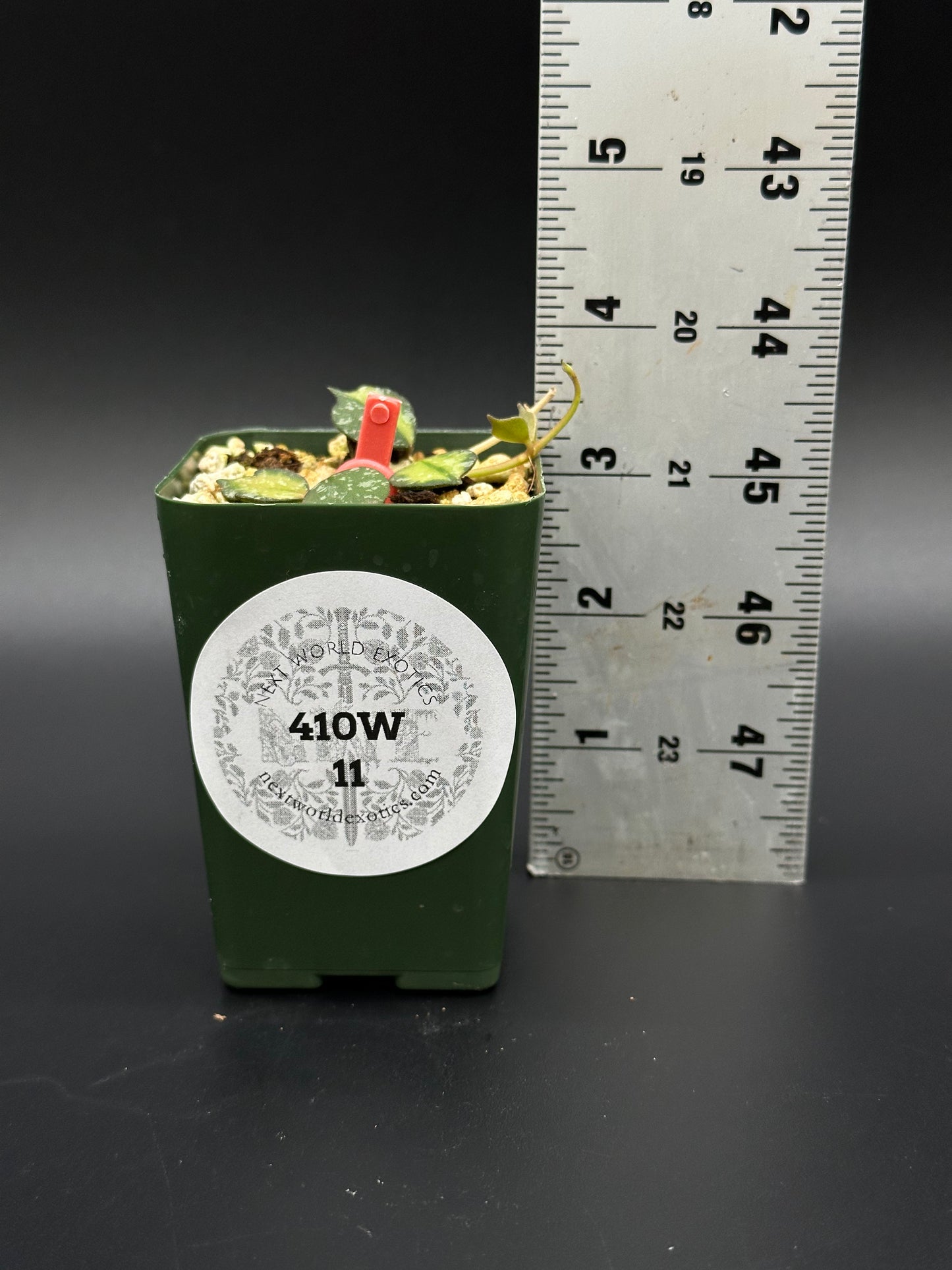 Hoya Curtisii Variegated in a small pot beside a ruler for scale, showcasing its compact size, ideal for tropical houseplant collectors.