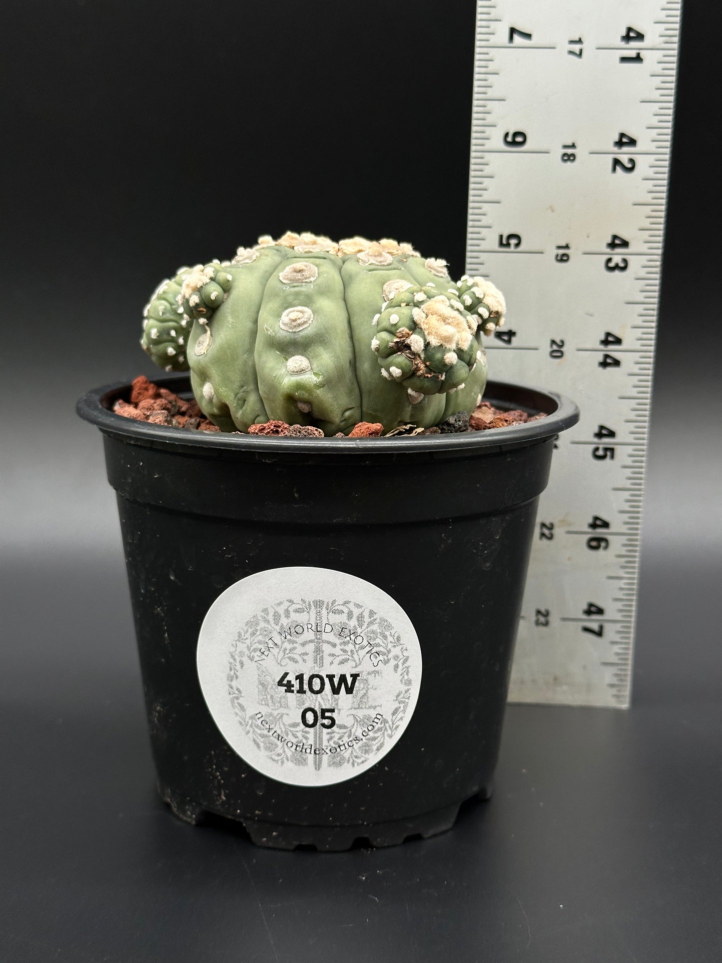 Astrophytum Asterias cv. 'Kikko Nudum' cactus in a 2.25-inch pot with a ruler beside it, highlighting its compact size.