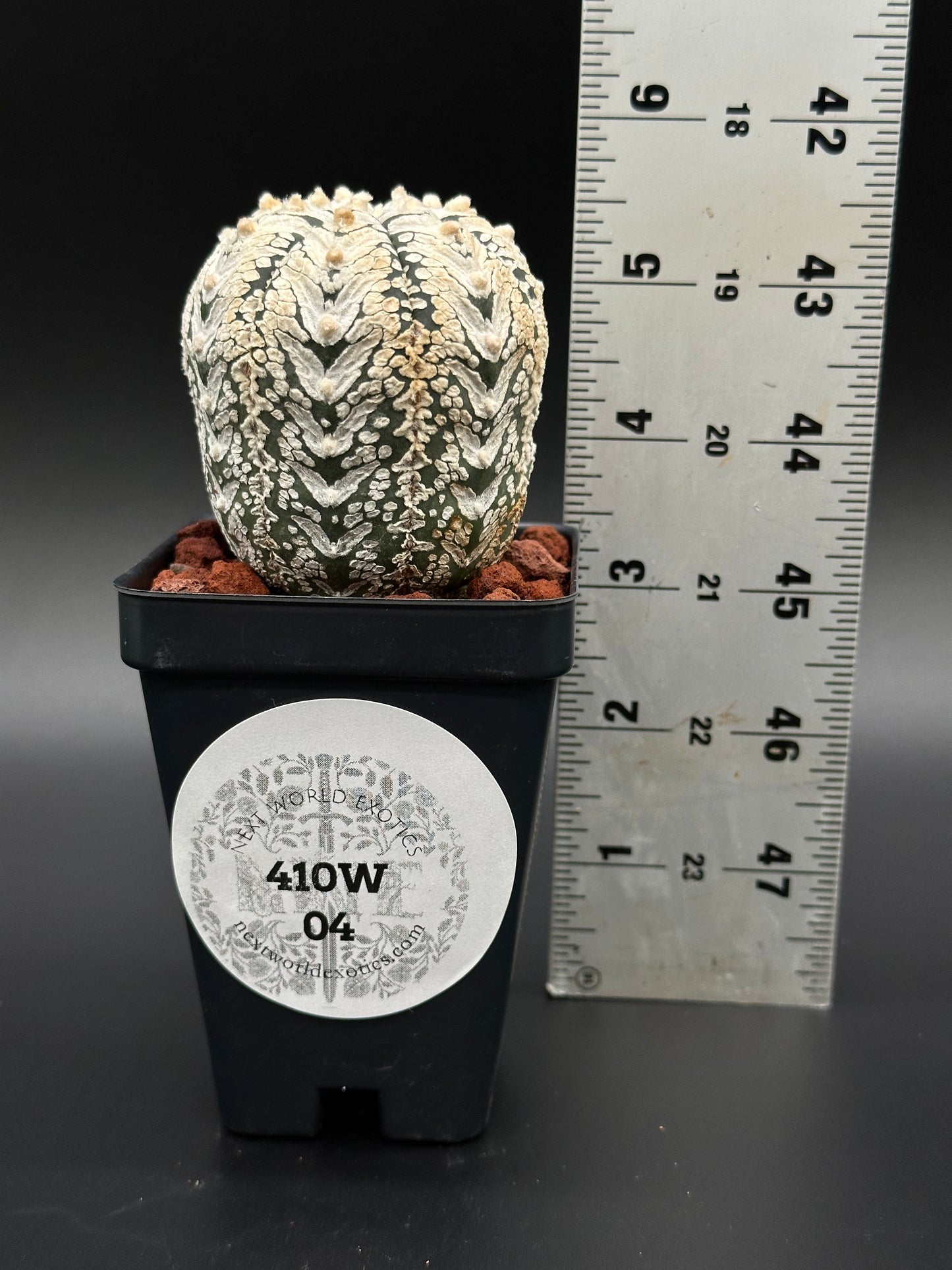 Astrophytum Asterias cv. 'Super Kabuto V-Type' cactus in a 2-inch pot, shown next to a ruler for size reference.