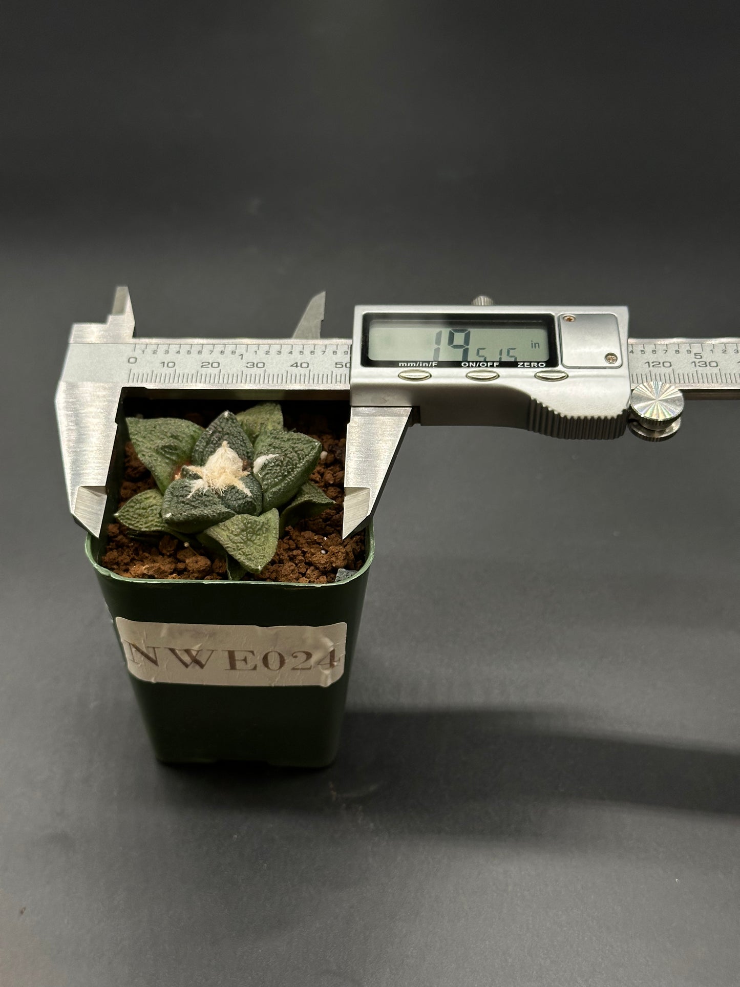 Astrophytum Asterias cv. 'Kikko Nudum' in a 2.25-inch pot with a digital measuring device nearby, showcasing its growth status.