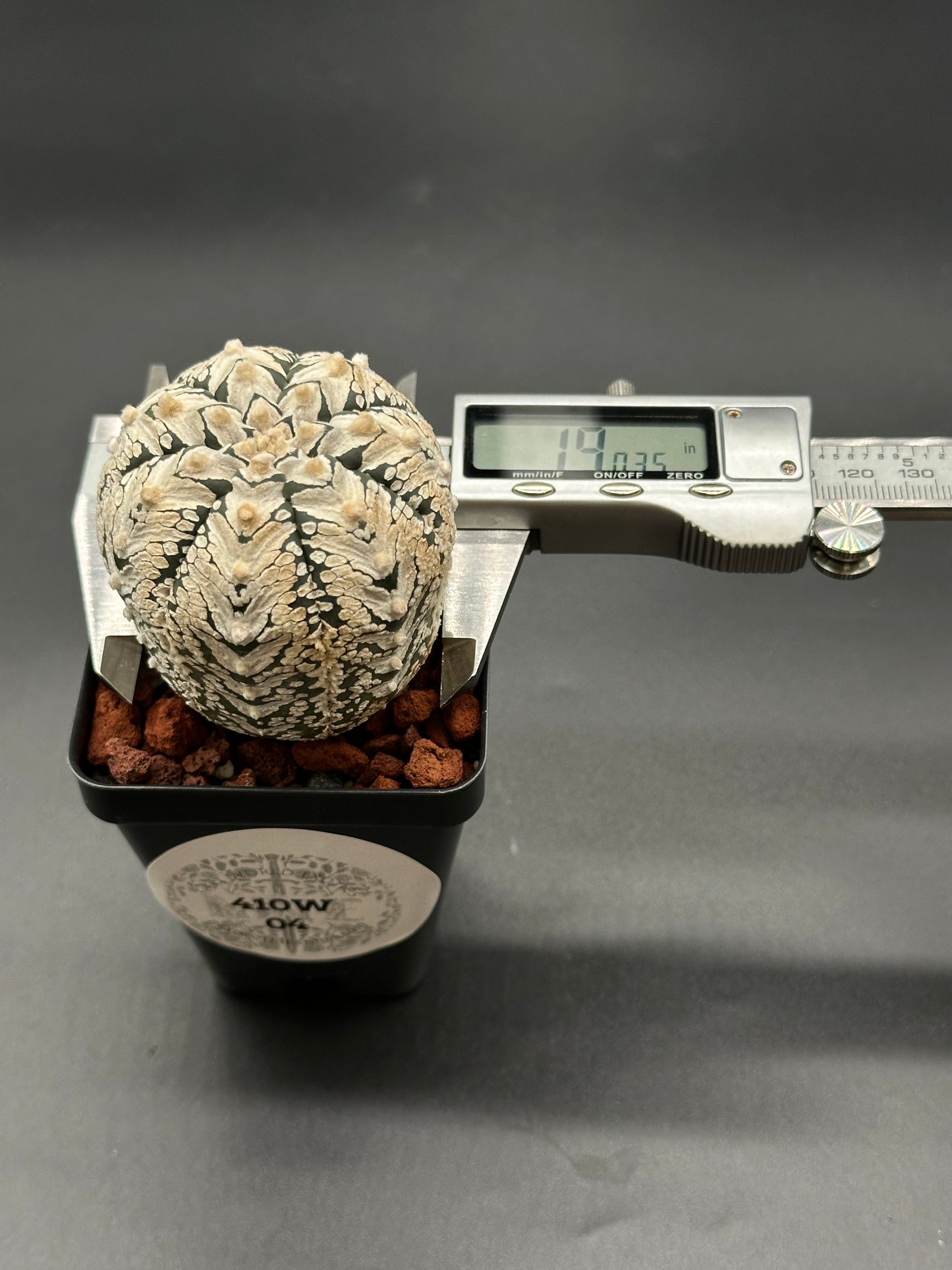Astrophytum Asterias cv. 'Super Kabuto V-Type' cactus in a 2-inch pot with a measuring device visible, highlighting its unique shape.