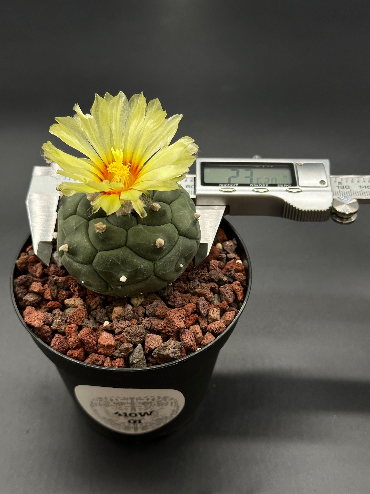 Astrophytum Asterias cv. 'Kikko Nudum' in a 2.25-inch pot, featuring a small cactus with a distinctive yellow flower on top.