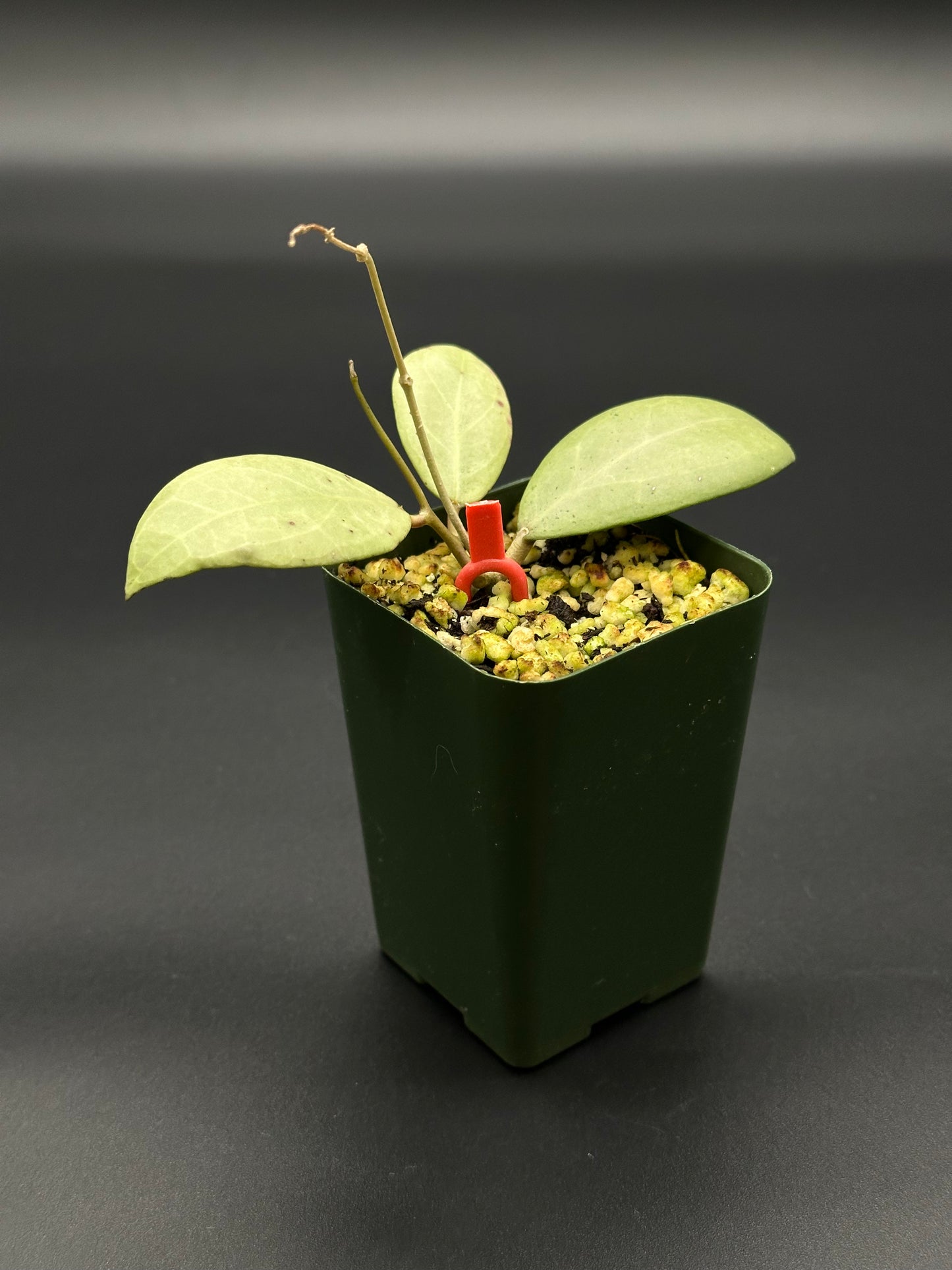 Hoya Erythrostemma Silver in a green pot, featuring lush foliage and a red clip, ideal for houseplant enthusiasts seeking rare tropical varieties.