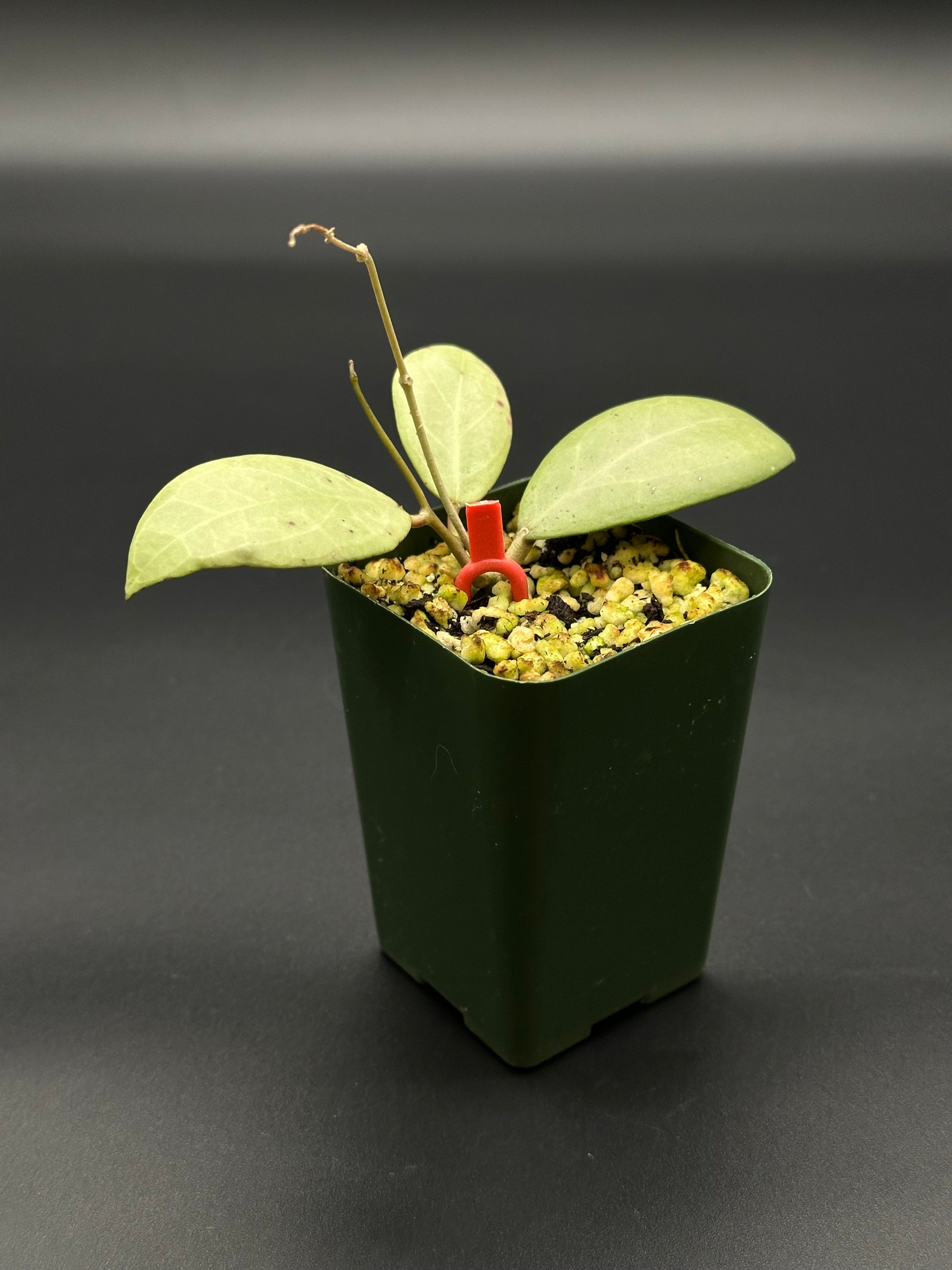 Hoya Erythrostemma Silver in a green pot, featuring lush foliage and a red clip, ideal for houseplant enthusiasts seeking rare tropical varieties.