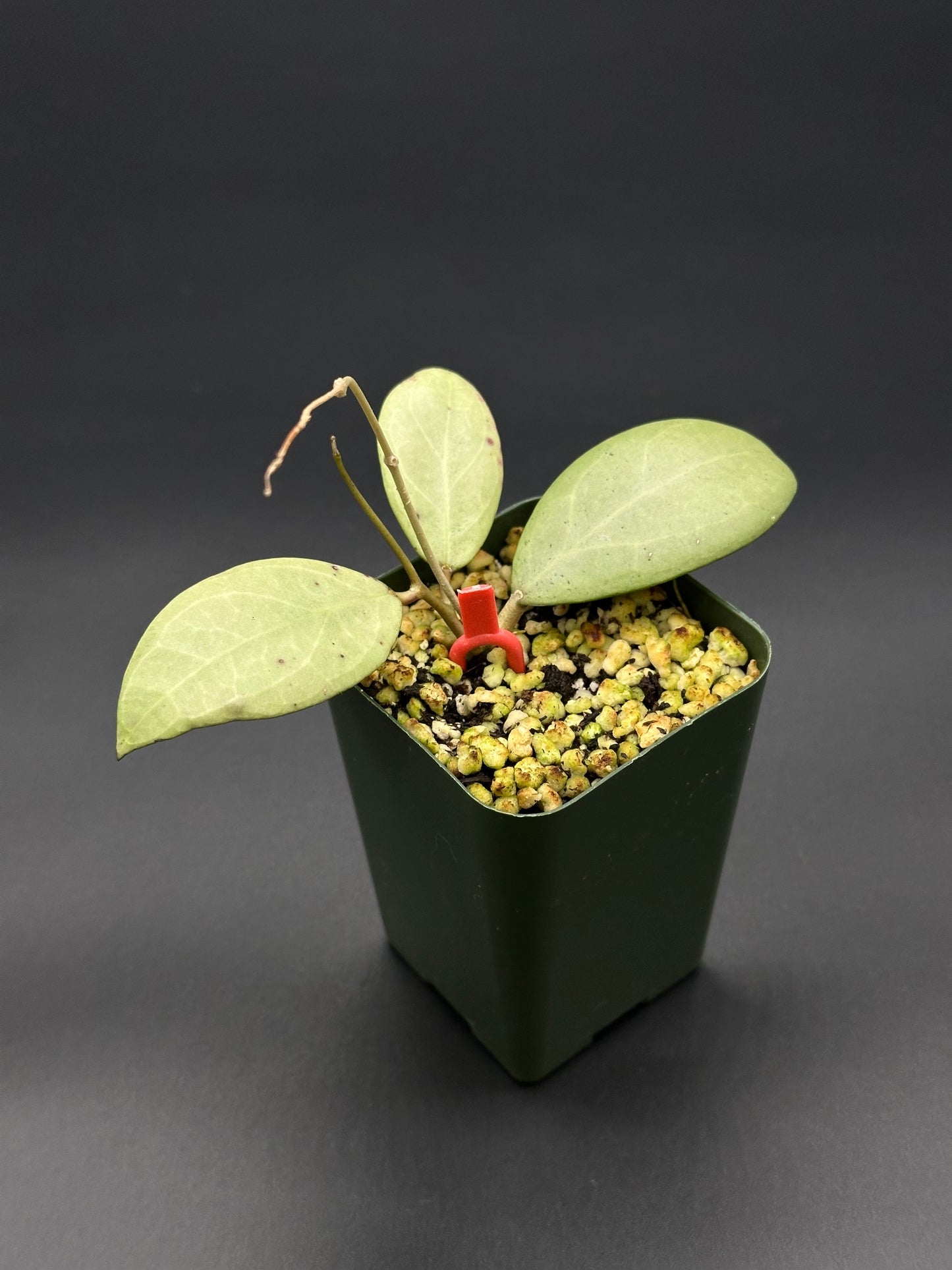 Hoya Erythrostemma Silver in a green pot, showcasing lush foliage with visible red clip, part of Next World Exotics' variegated tropical collection.