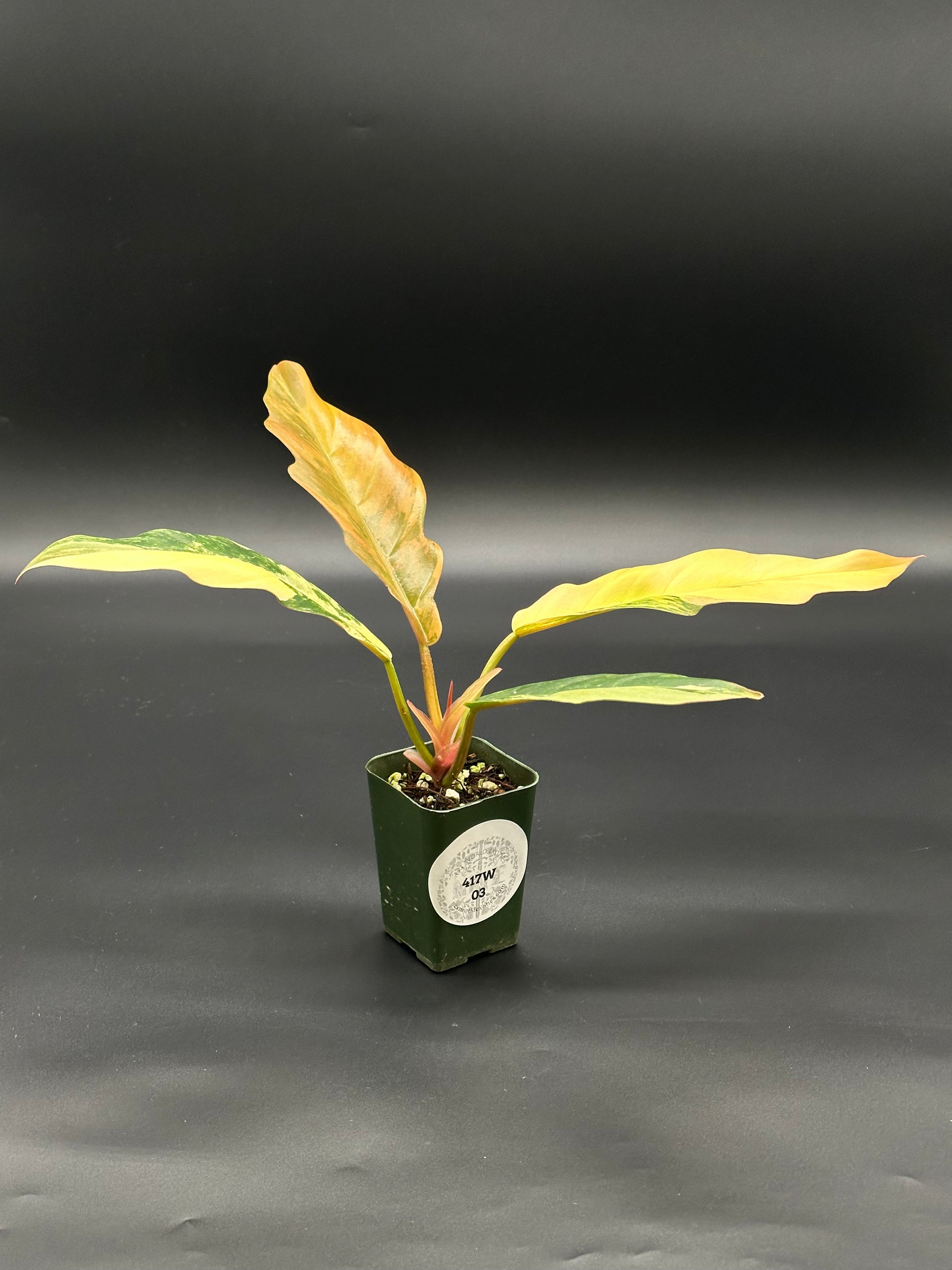 Philodendron 'Caramel Marble' in a 2.5-inch pot, showcasing green and yellow variegated leaves with unique serrated edges, ideal for indoor decoration.