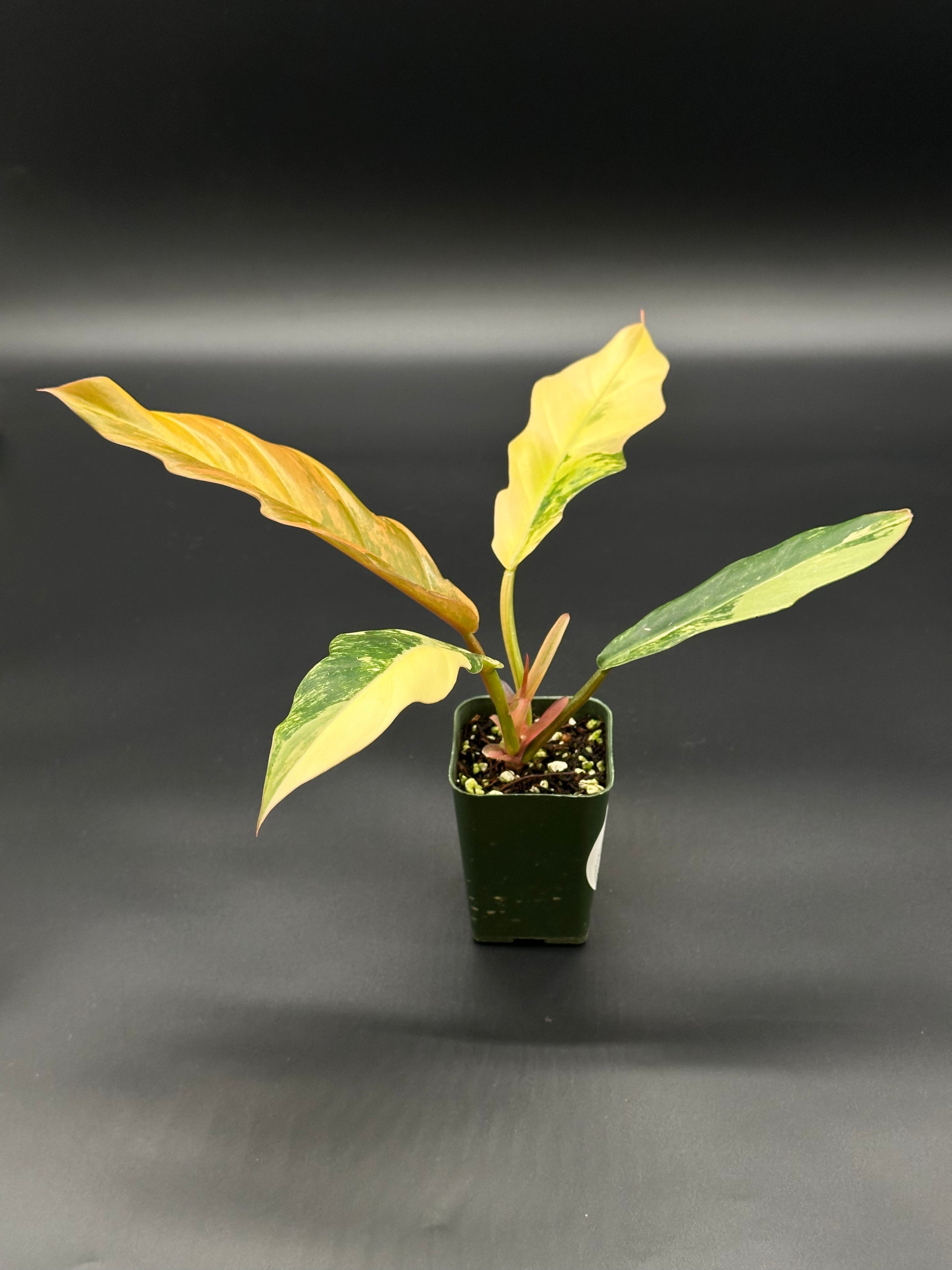 Philodendron 'Caramel Marble' in a 2.5-inch pot featuring slender, serrated leaves with variegation from caramel to green, showcasing its unique foliage pattern.