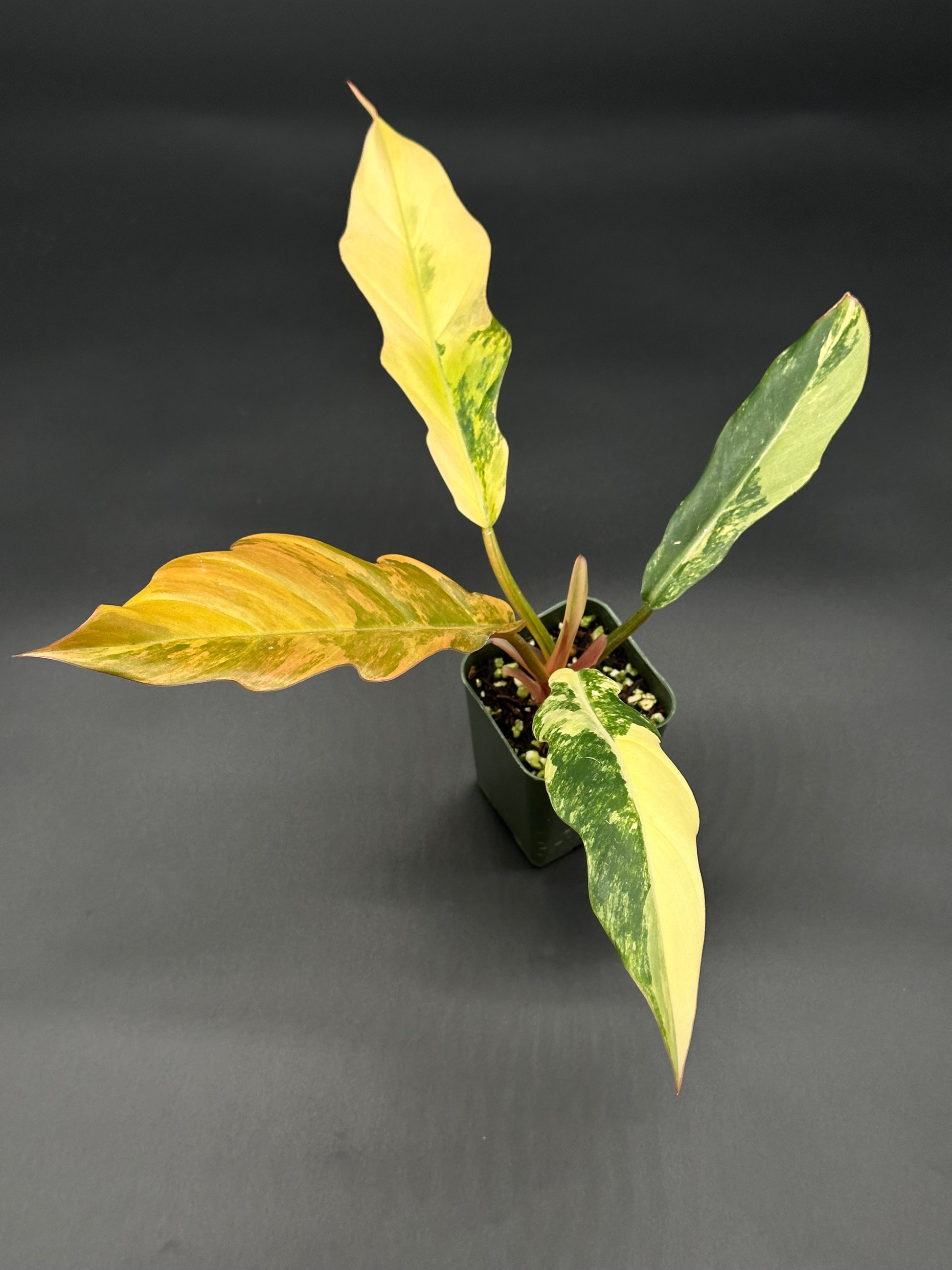 Philodendron 'Caramel Marble' (417W03) in a 2.5-inch pot, showcasing green and yellow variegated leaves, highlighting its unique serrated foliage.