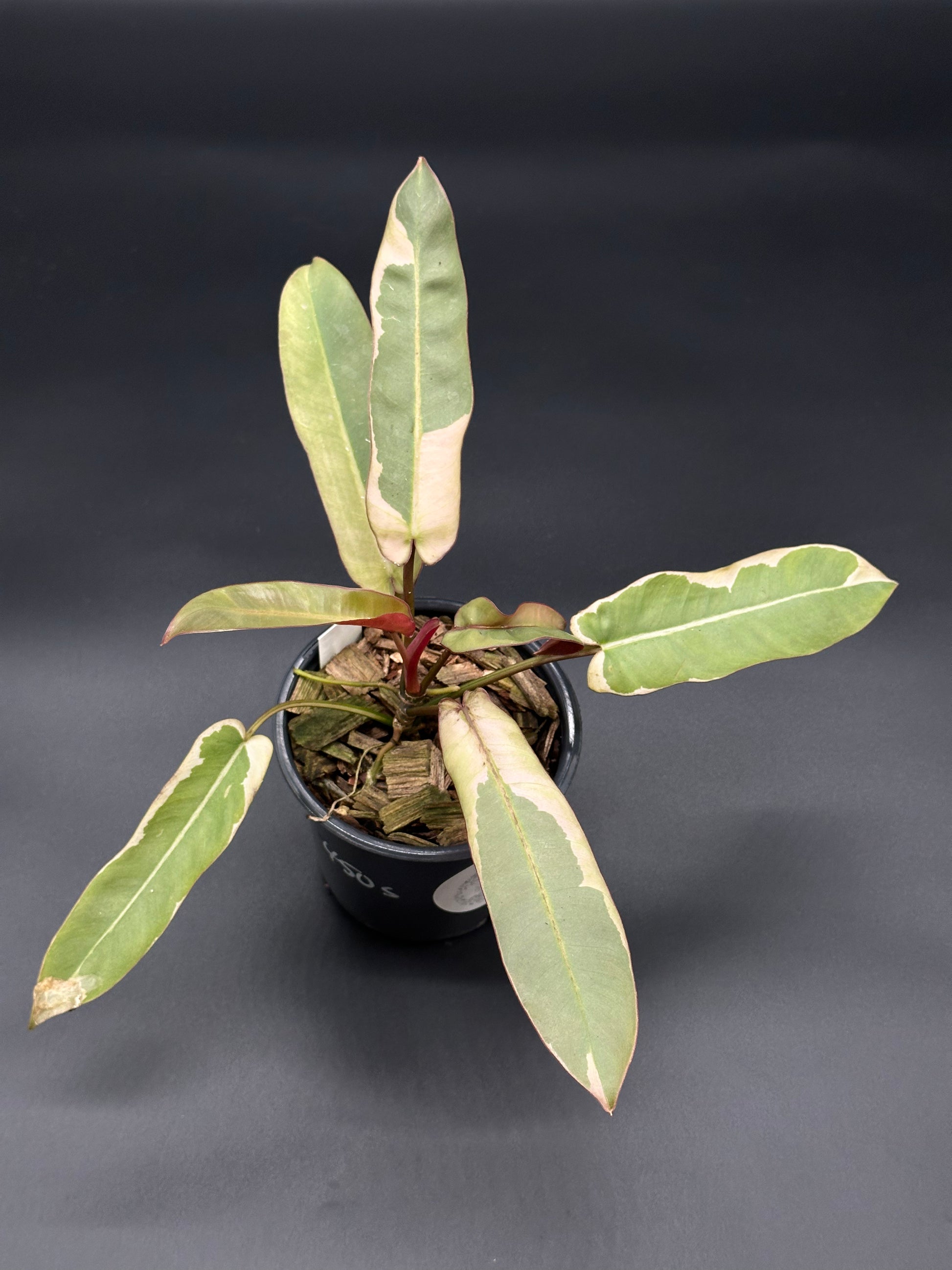 Philodendron Atabapoense Variegated White (417W05) in a 4-inch pot featuring elongated, arrow-shaped leaves with a distinctive smooth texture.