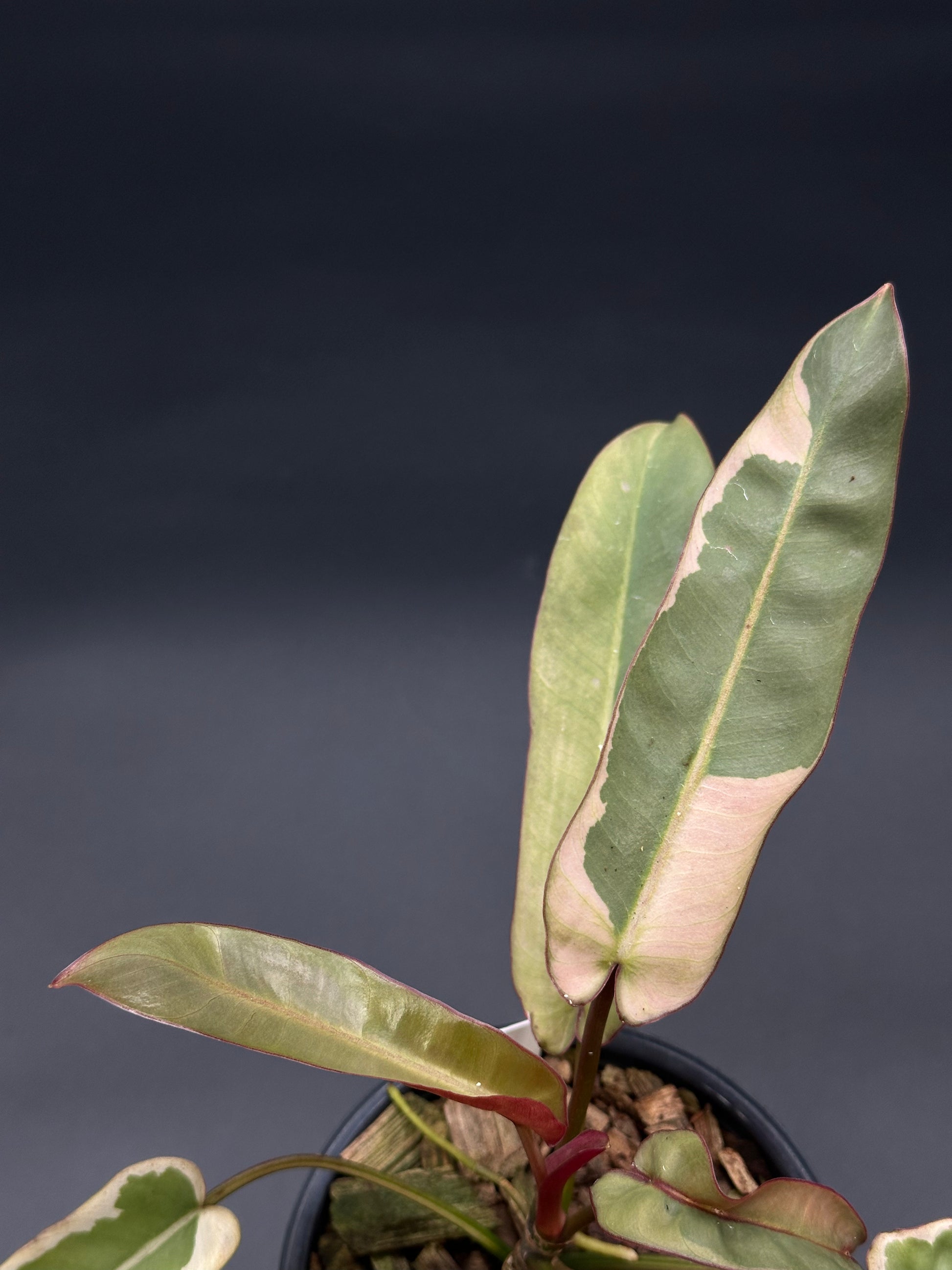 Philodendron Atabapoense Variegated White (417W05) close-up shows its distinctive elongated, glossy leaves with variegated patterns, capturing the plant's unique texture.