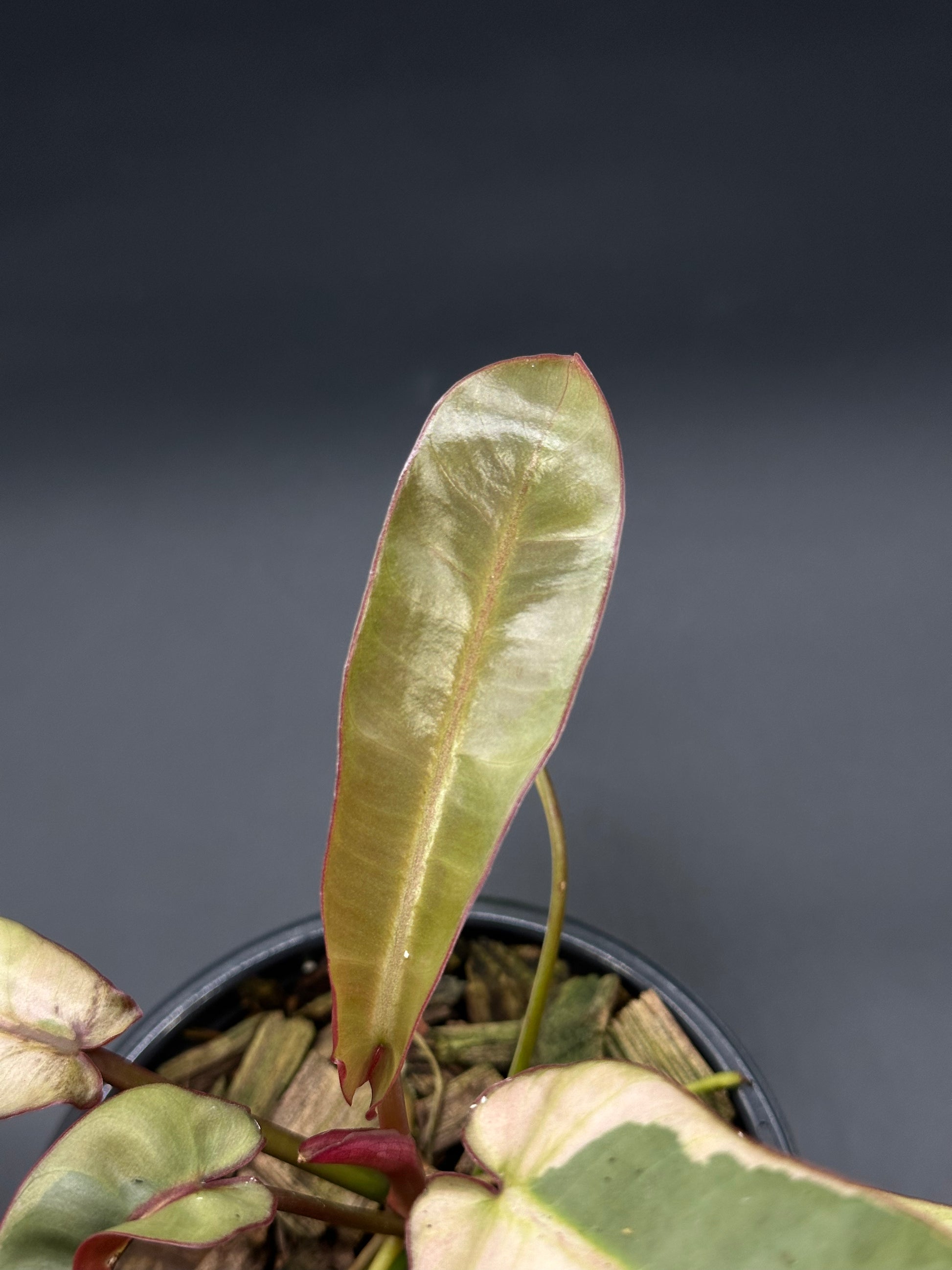 Philodendron Atabapoense Variegated White (417W05), featuring close-up of lush, elongated leaves with variegation, in a 4-inch pot.