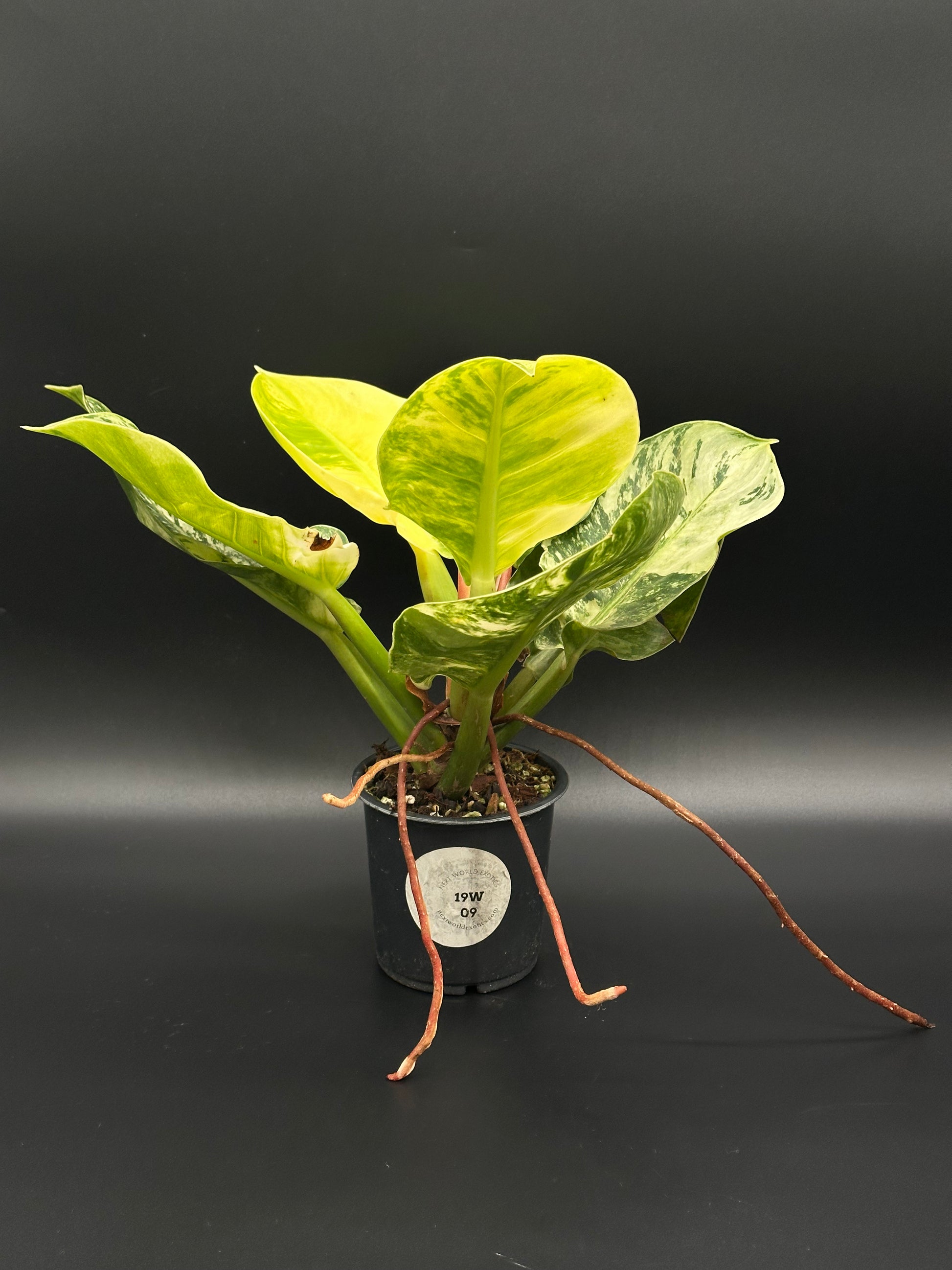 Philodendron 'Moonlight' (417W09) in a 4-inch pot with bright variegated leaves, perfect for collectors of rare variegated tropical houseplants.