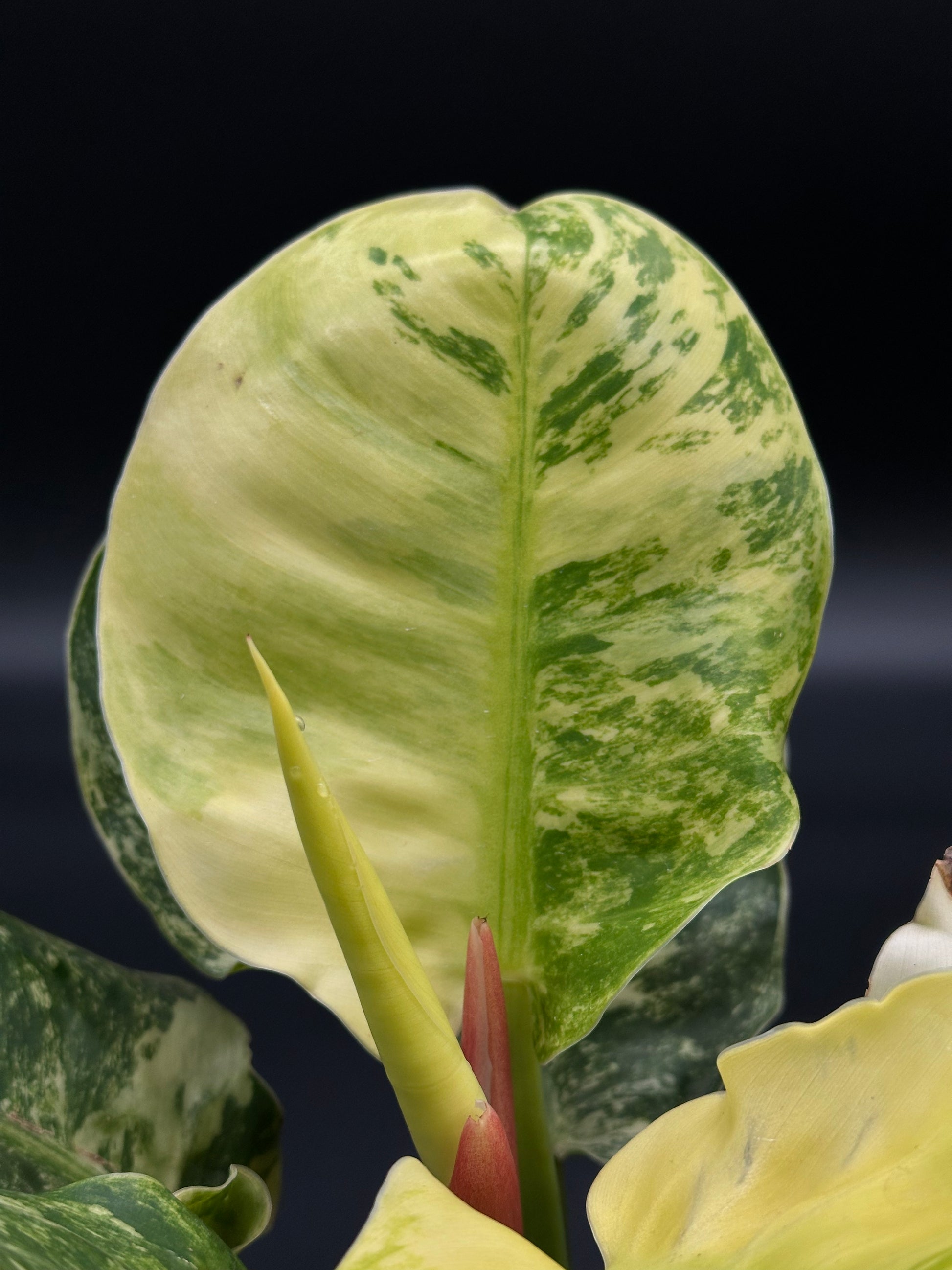 Philodendron 'Moonlight' with bright variegation in a 4-inch pot, showcasing its unique leaf structure, available at Next World Exotics for plant enthusiasts.