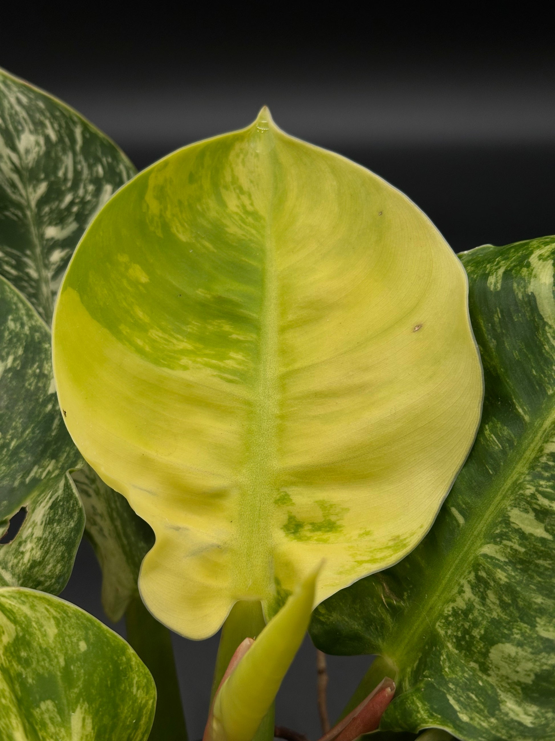 Philodendron 'Moonlight' in a 4-inch pot, showcasing bright variegation with a detailed close-up of its lush green leaves. Ideal for exotic plant enthusiasts.