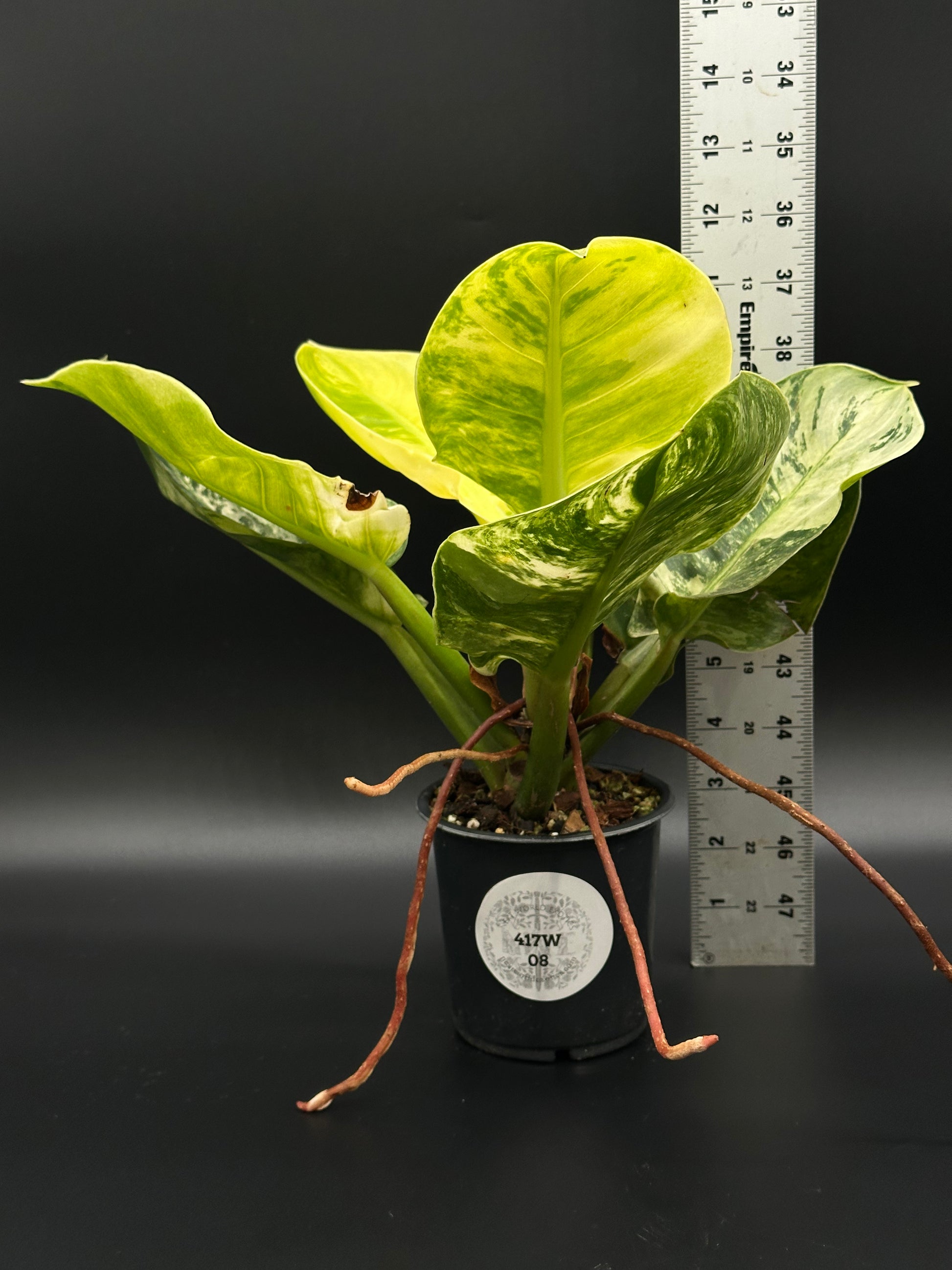 Philodendron 'Moonlight' in a 4-inch pot, featuring bright variegated leaves, shown with a ruler for size reference.