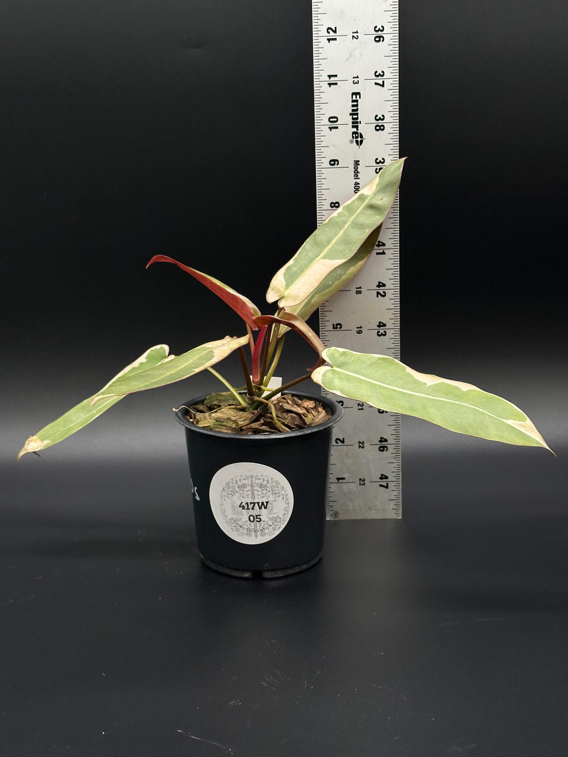 Philodendron Atabapoense Variegated White in a 4-inch pot, highlighted by elongated leaves, with a ruler for scale, showcasing its size.