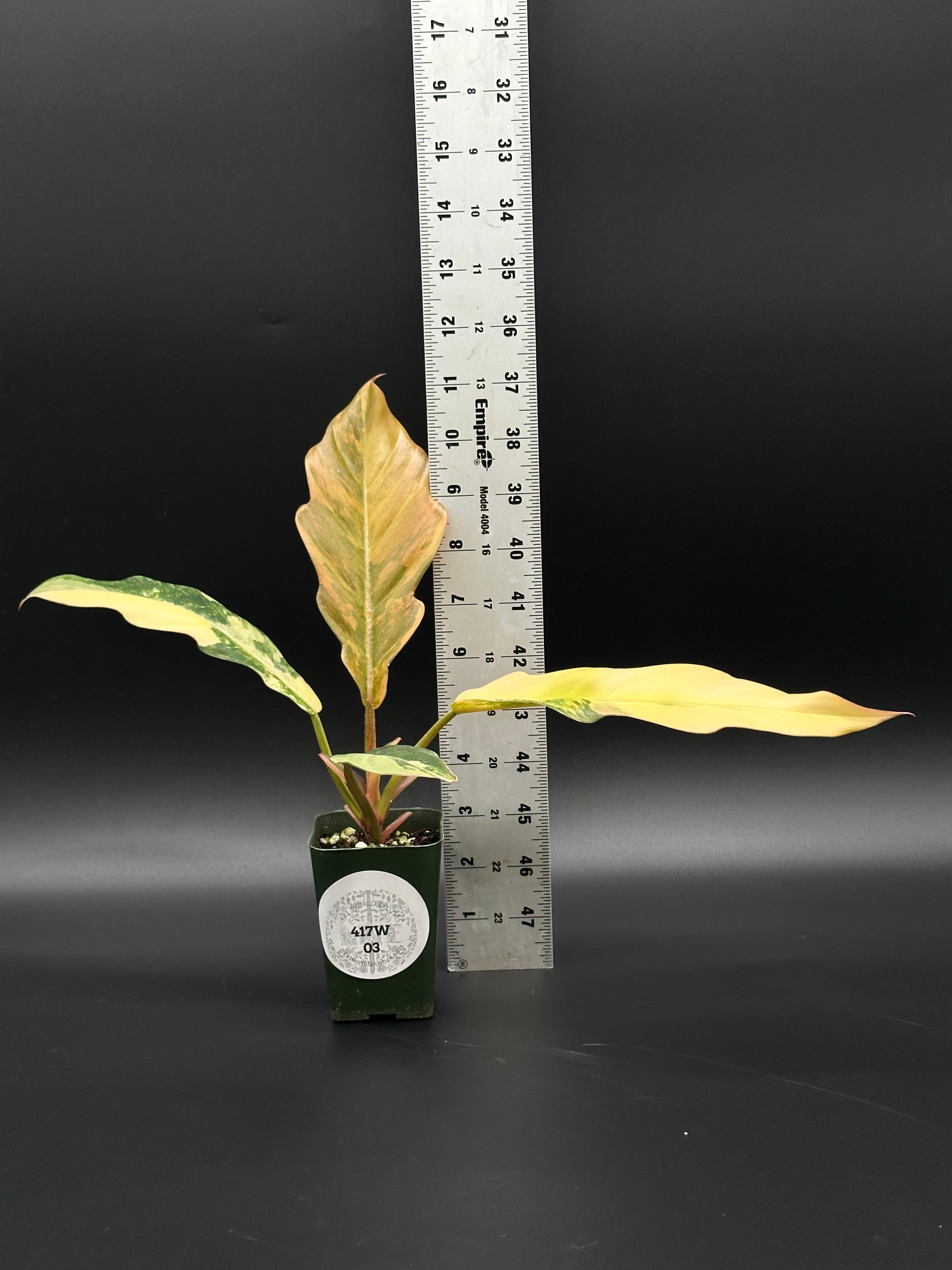 Philodendron 'Caramel Marble' in 2.5-inch pot, shown with a ruler for scale, featuring slender, serrated leaves with varied variegation.