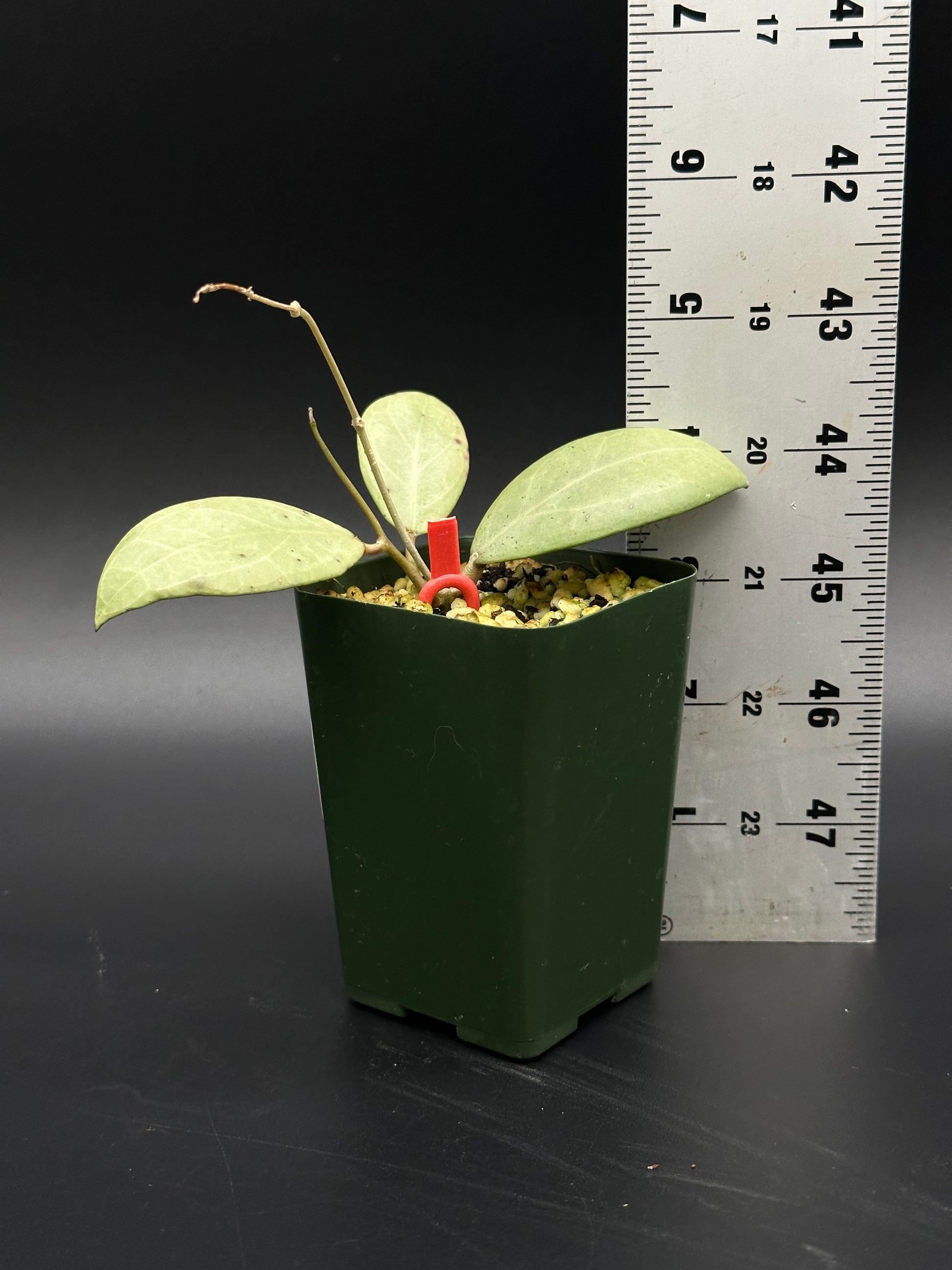 Hoya Erythrostemma Silver in a pot with a ruler for scale, part of Next World Exotics' rare variegated tropical houseplant collection.