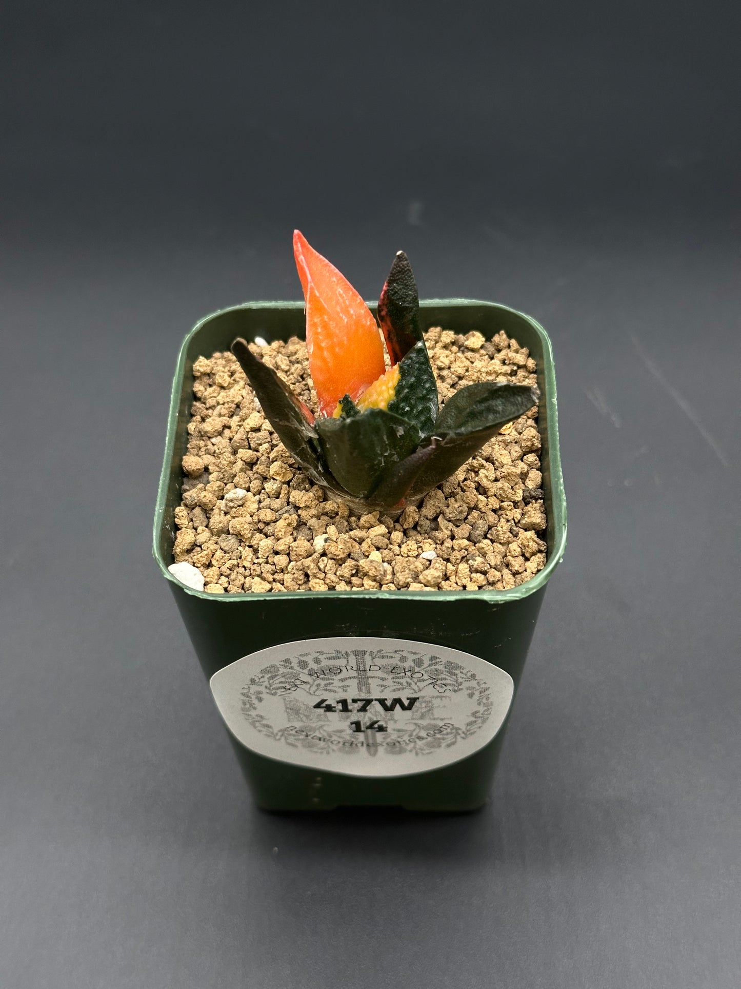 Ariocarpus Retusus Variegated (417W14) in a small pot, featuring star-shaped tubercles and a red flower, showcasing its distinct variegation.