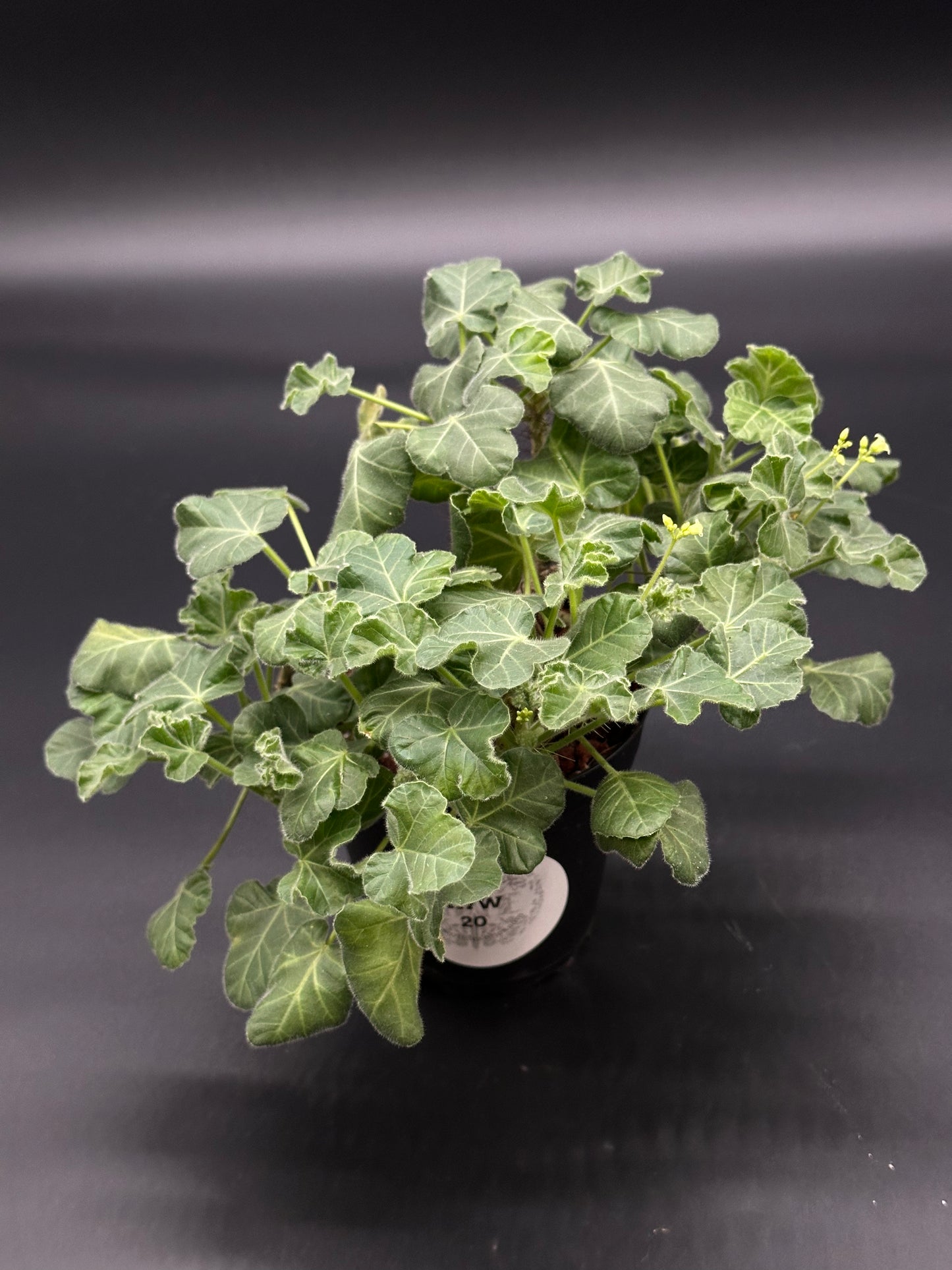 Jatropha Marginata in a 4-inch pot, showcasing its lush green leaves. A rare tropical houseplant ideal for collectors and enthusiasts.