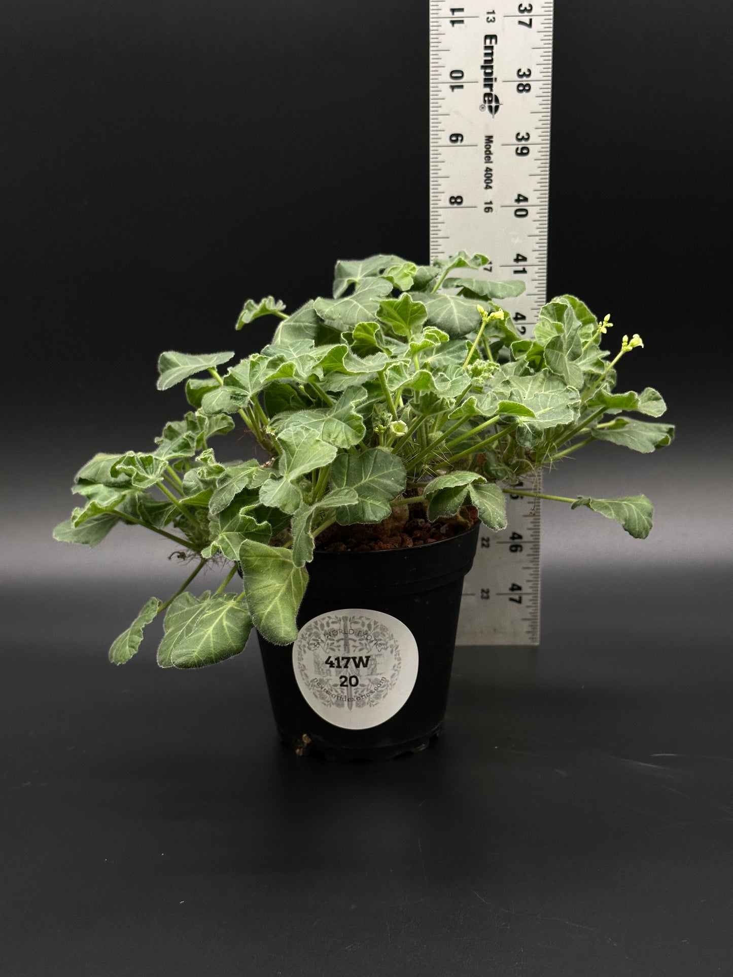Jatropha Marginata in a 4-inch pot with a ruler beside it, ideal for exotic houseplant enthusiasts seeking rare variegated tropical plants.
