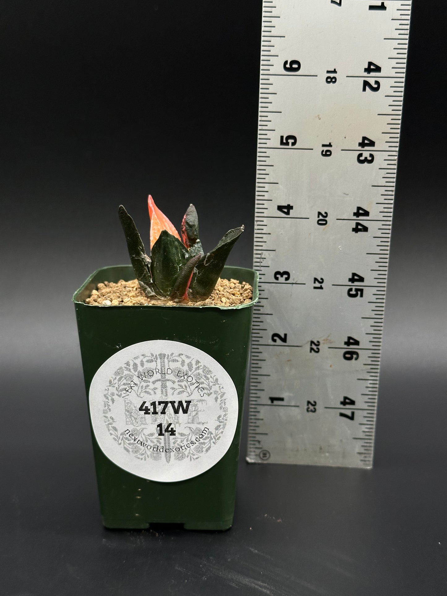 Ariocarpus Retusus Variegated (417W14) in a pot beside a ruler, showcasing its star-shaped rosette of triangular tubercles.