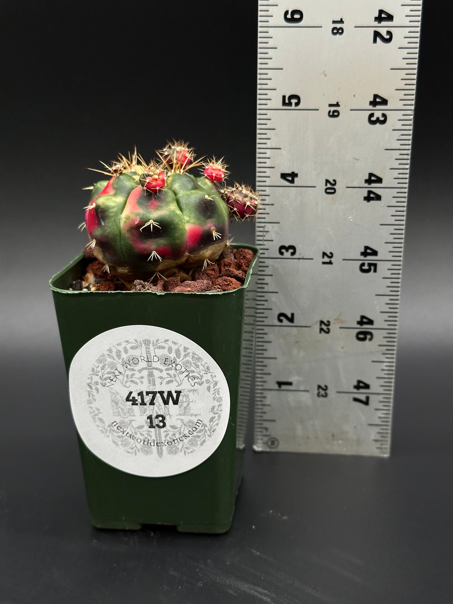 Variegated Gymnocalycium Baldianum in 2-inch pot, displayed with a ruler for size reference, ideal for exotic plant enthusiasts.