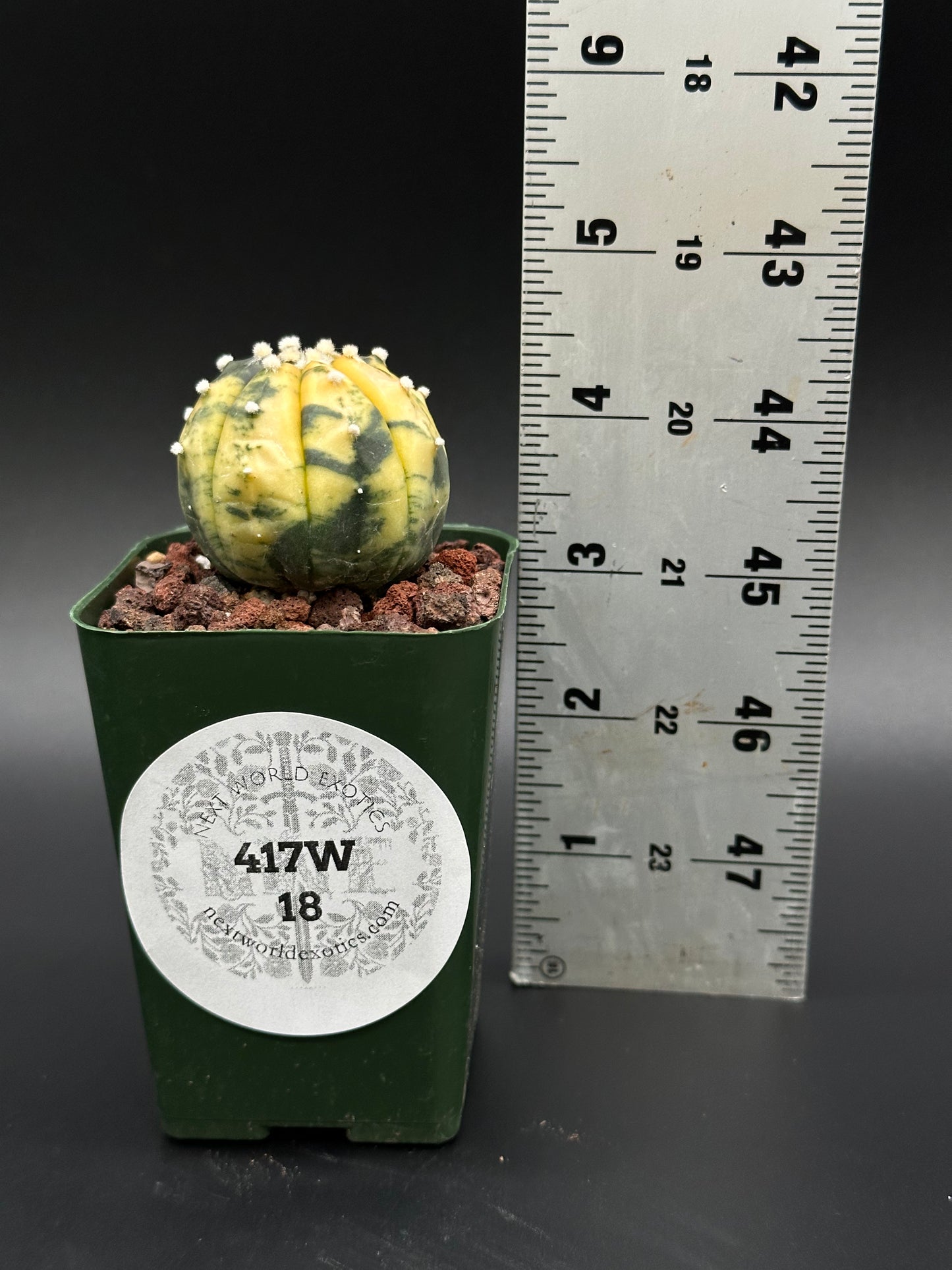 Astrophytum Asterias cv. 'Ooibo' Variegated cactus in a 2.25-inch pot beside a ruler, showcasing its compact size.