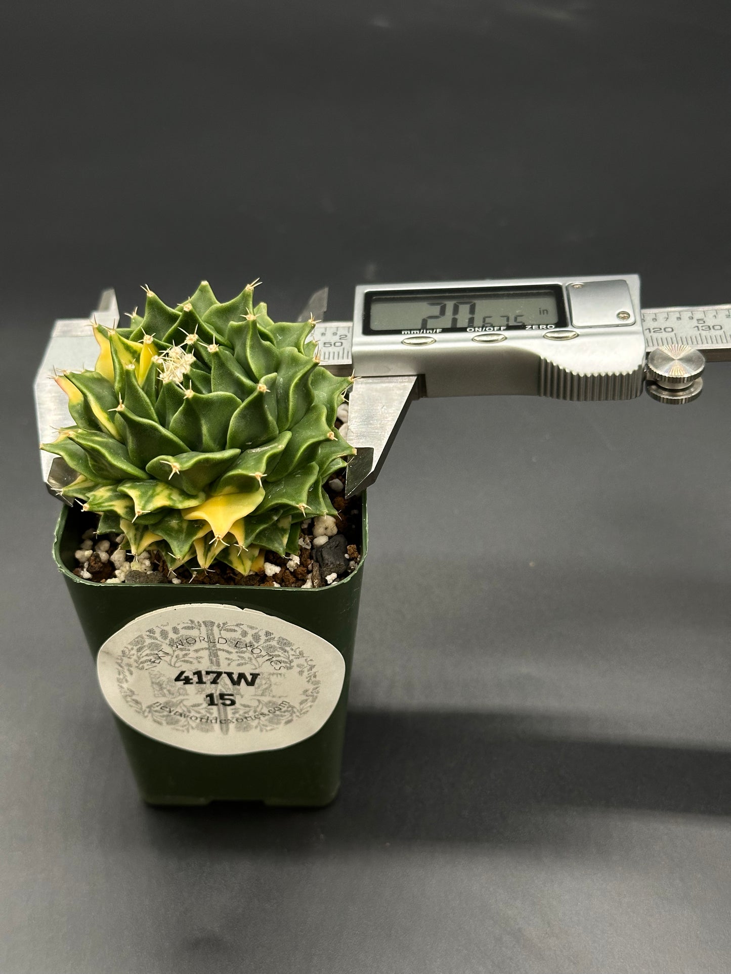 Obregonia Denegrii Variegated (417W15) in a small pot, with a caliper attached, showcasing precise measurement for this rare cactus available at Next World Exotics.