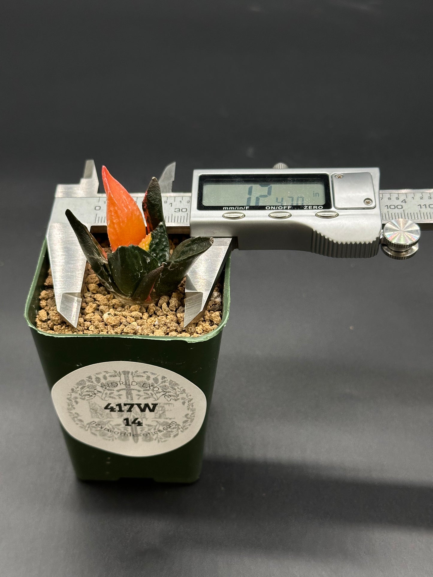 Ariocarpus Retusus Variegated (417W14) in a 2.5-inch pot, featuring star-shaped tubercles. A caliper is attached, indicating growth measurement.