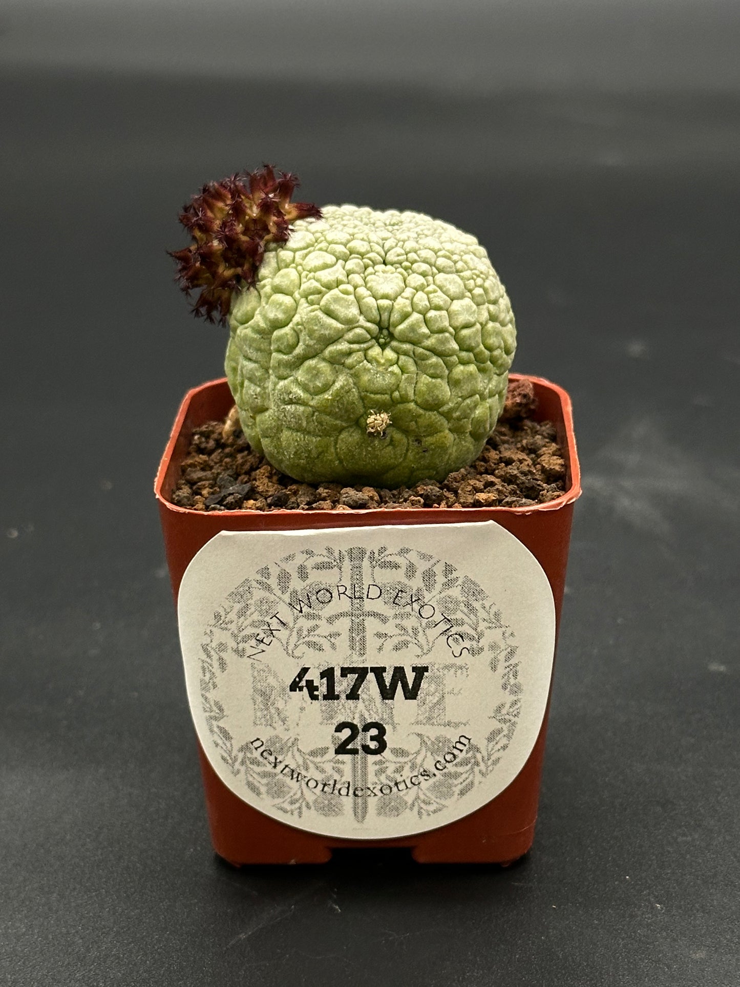 Pseudolithos Migiurtinus (417W23) in a 2.5-inch pot, showcasing its beautifully textured, cubiform structure as a unique houseplant addition.