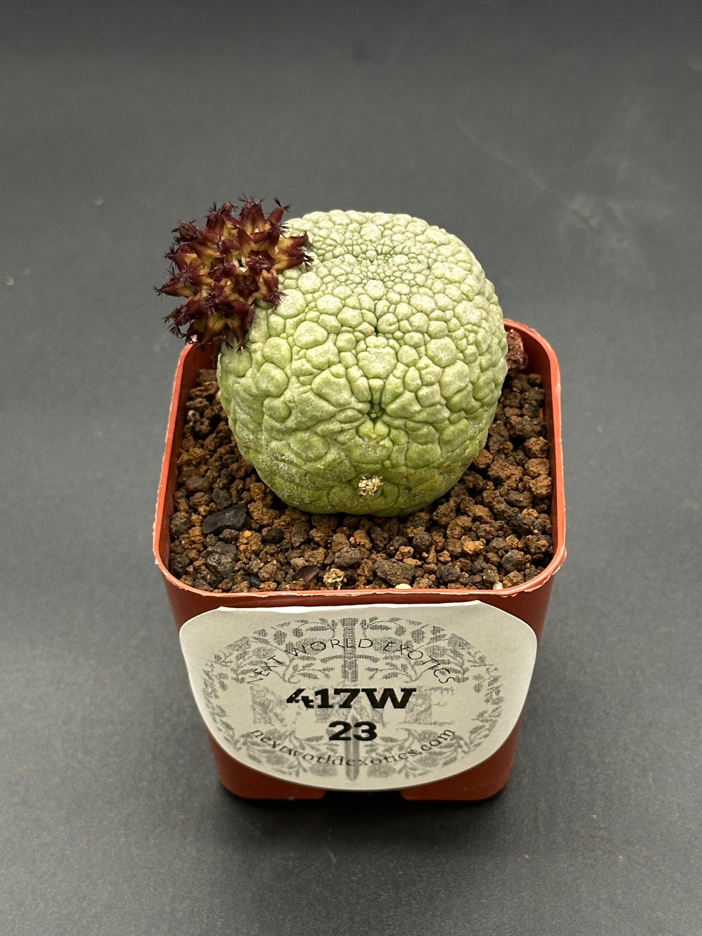 Pseudolithos Migiurtinus (417W23) in a 2.5-inch pot, showcasing its unique texture and rounded shape, with a label visible nearby.