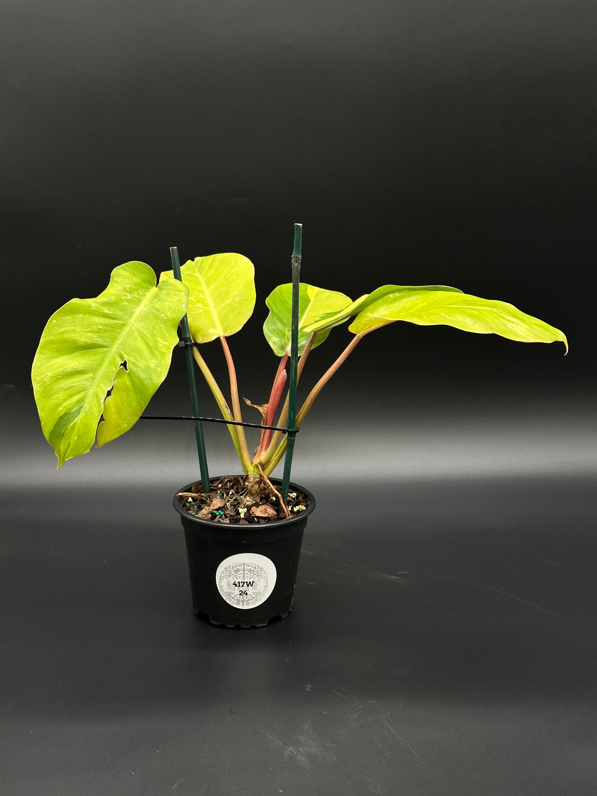 Philodendron 'Jungle Fever' in a 4-inch pot, showcasing vibrant green leaves, offered by Next World Exotics for rare and exotic houseplant enthusiasts.