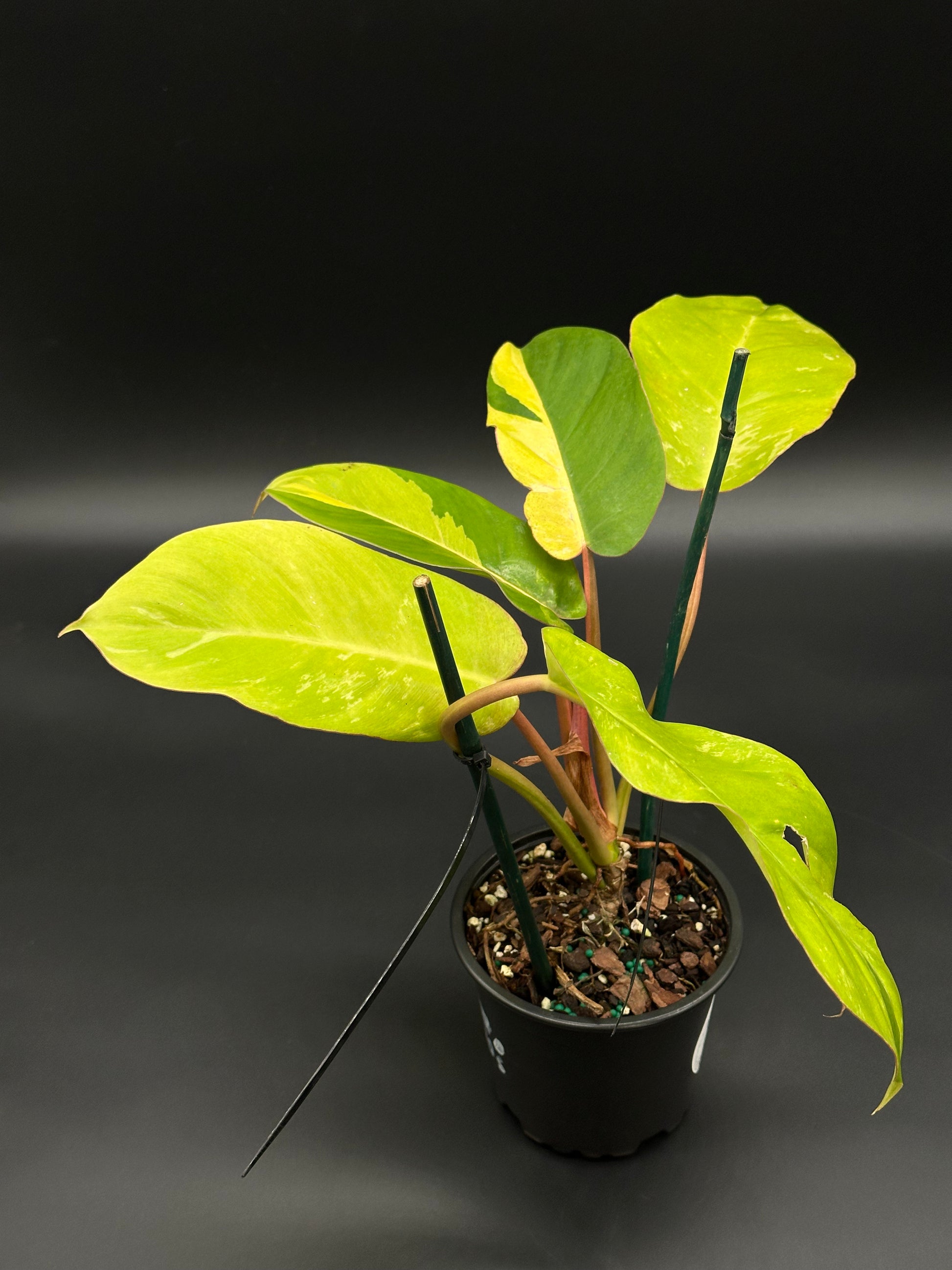 Philodendron 'Jungle Fever' in a 4-inch pot, showcasing vibrant green leaves, ideal for exotic plant collections at Next World Exotics.